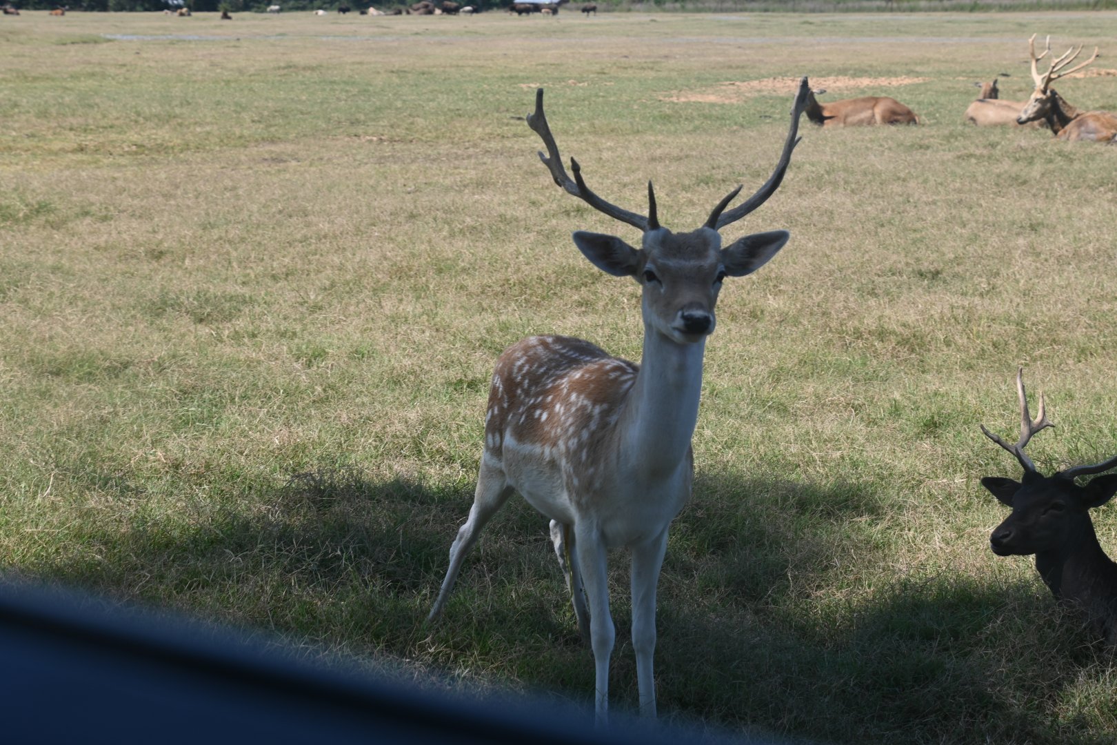 Fallow deer (Dama dama)