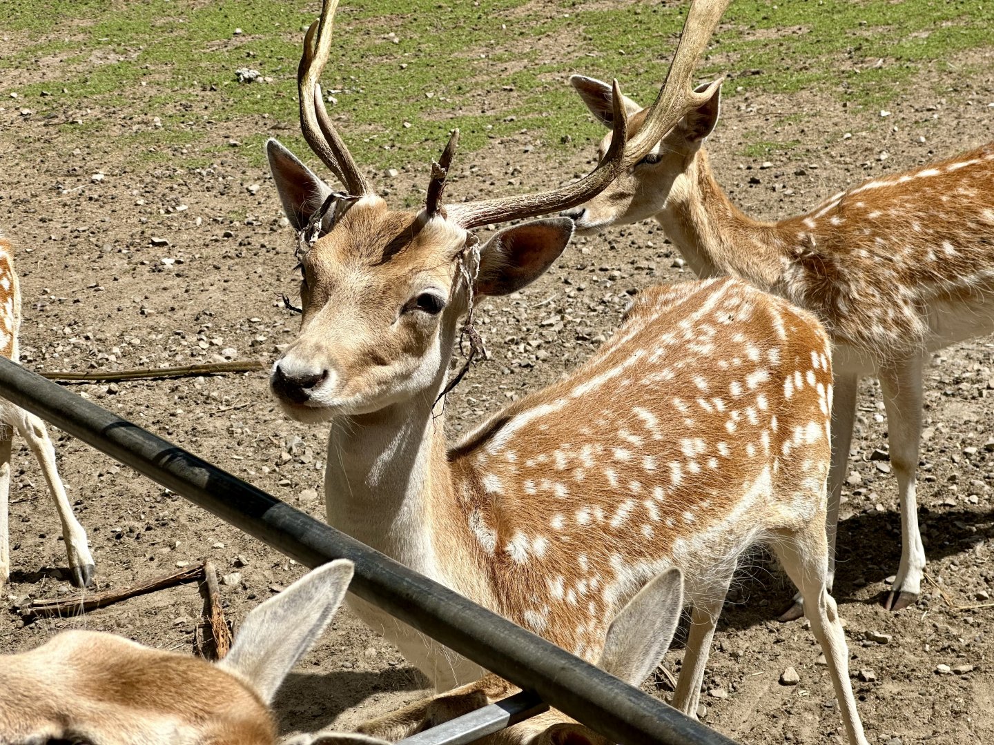 Fallow deer (Dama dama)