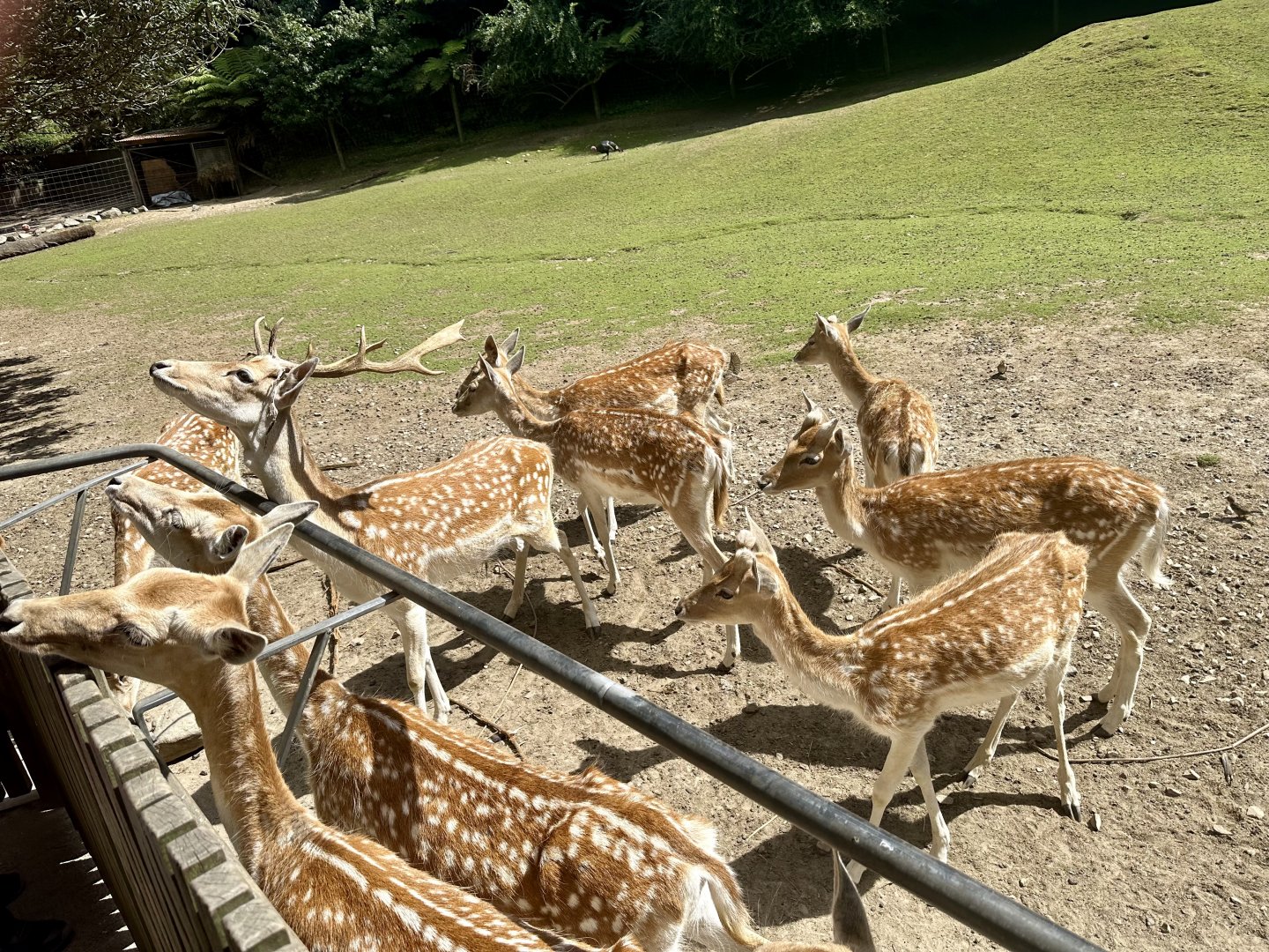 Fallow deer (Dama dama)
