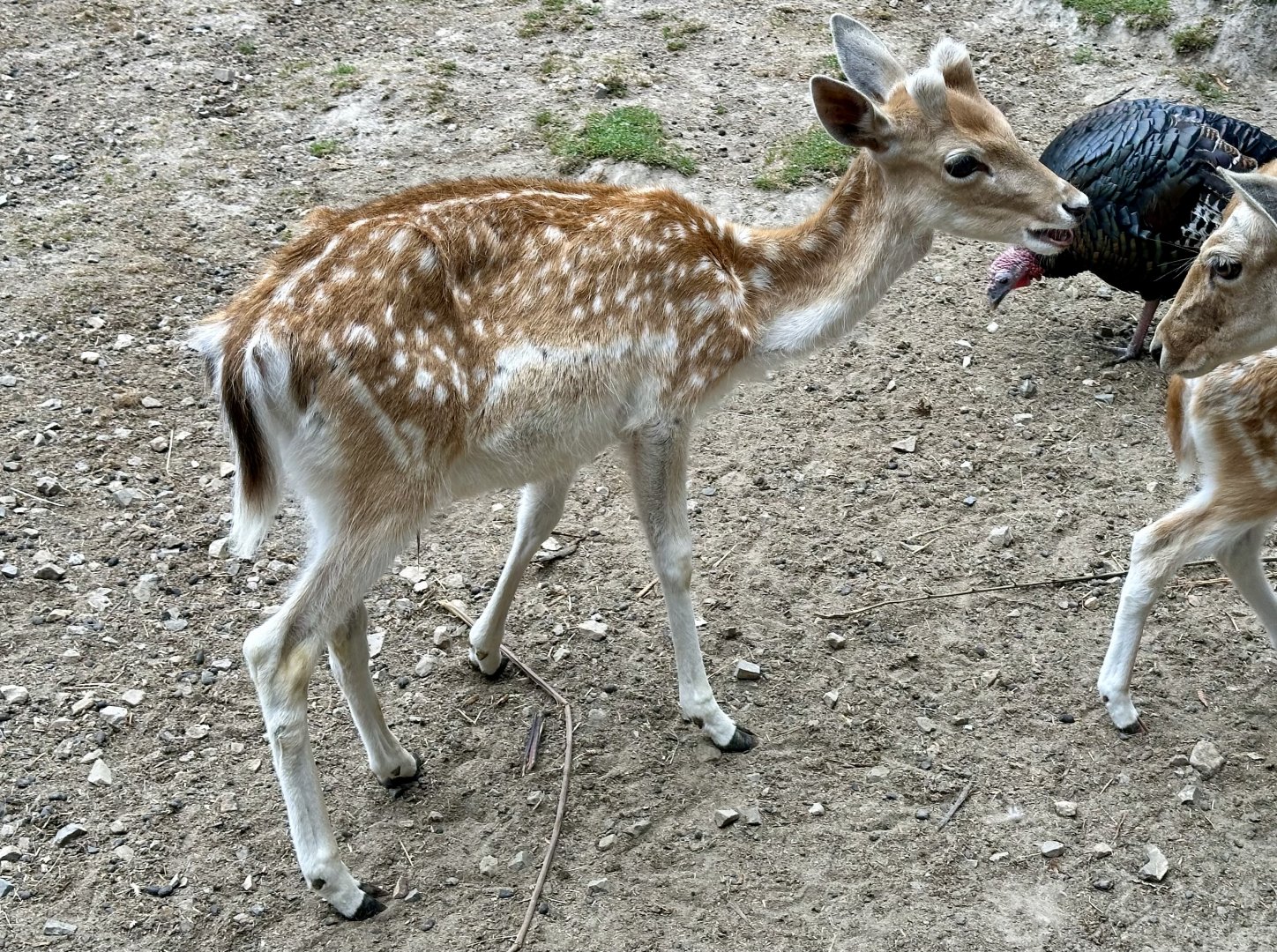 Fallow deer (Dama dama)