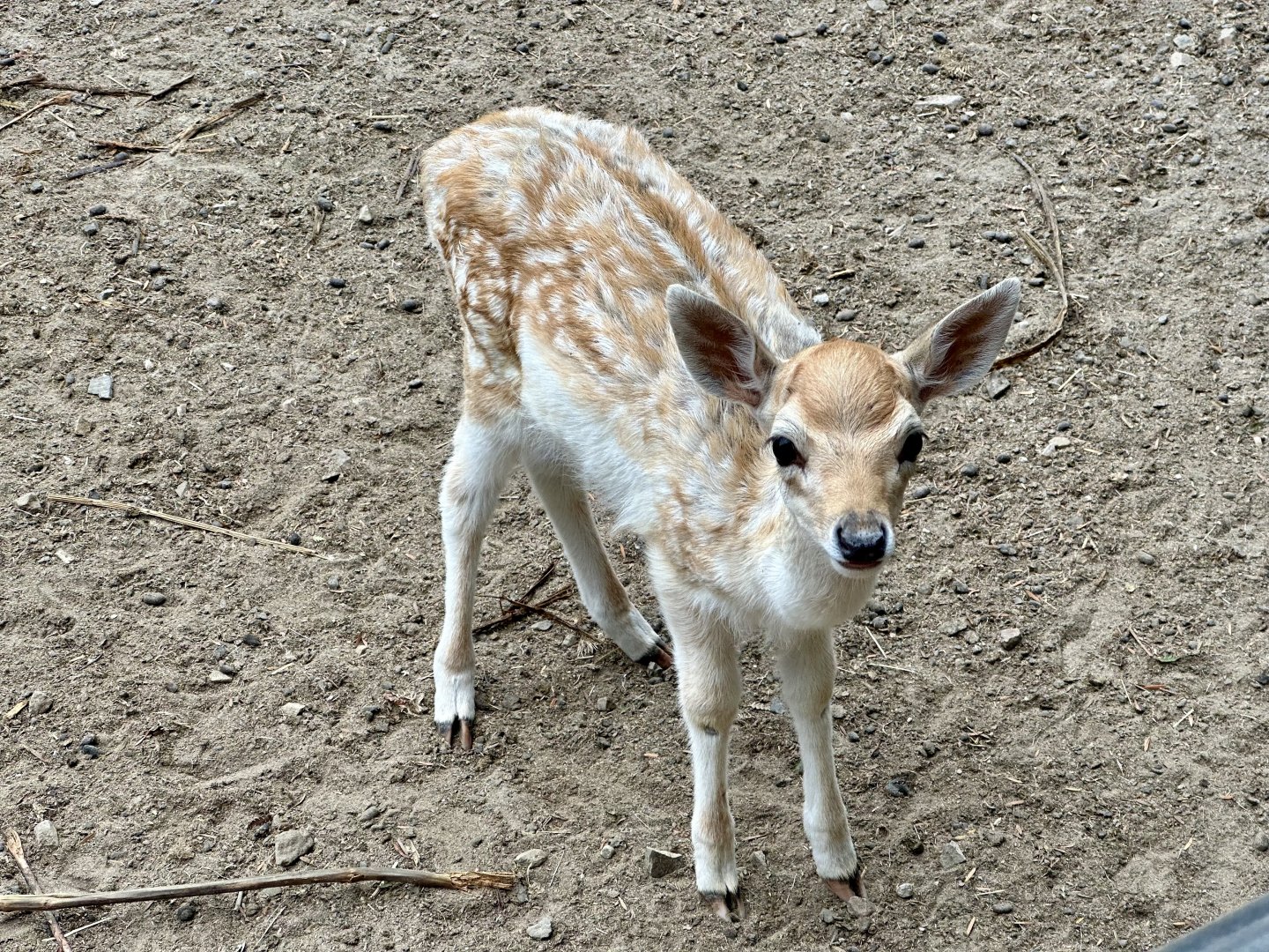 Fallow deer (Dama dama)