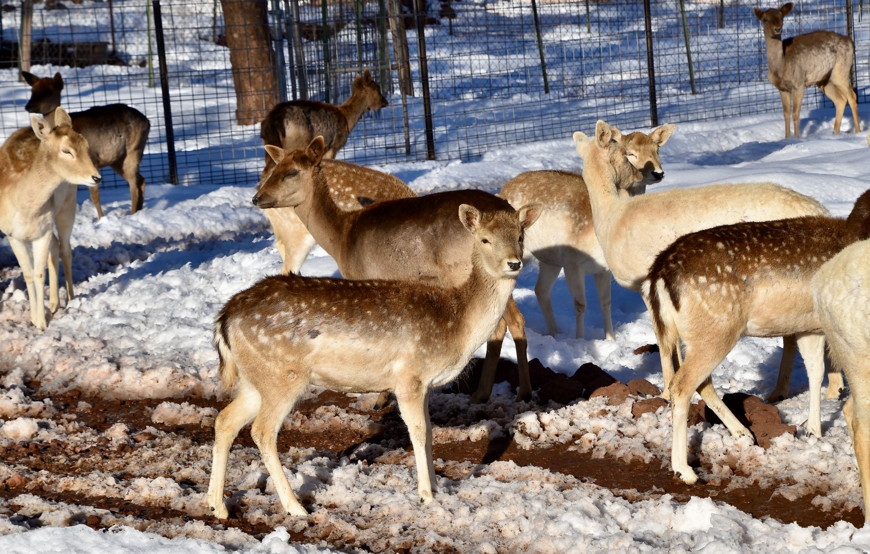 Fallow Deer (Dama dama)