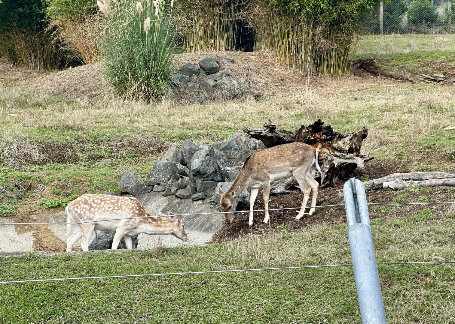 Fallow Deer (Dama dama)