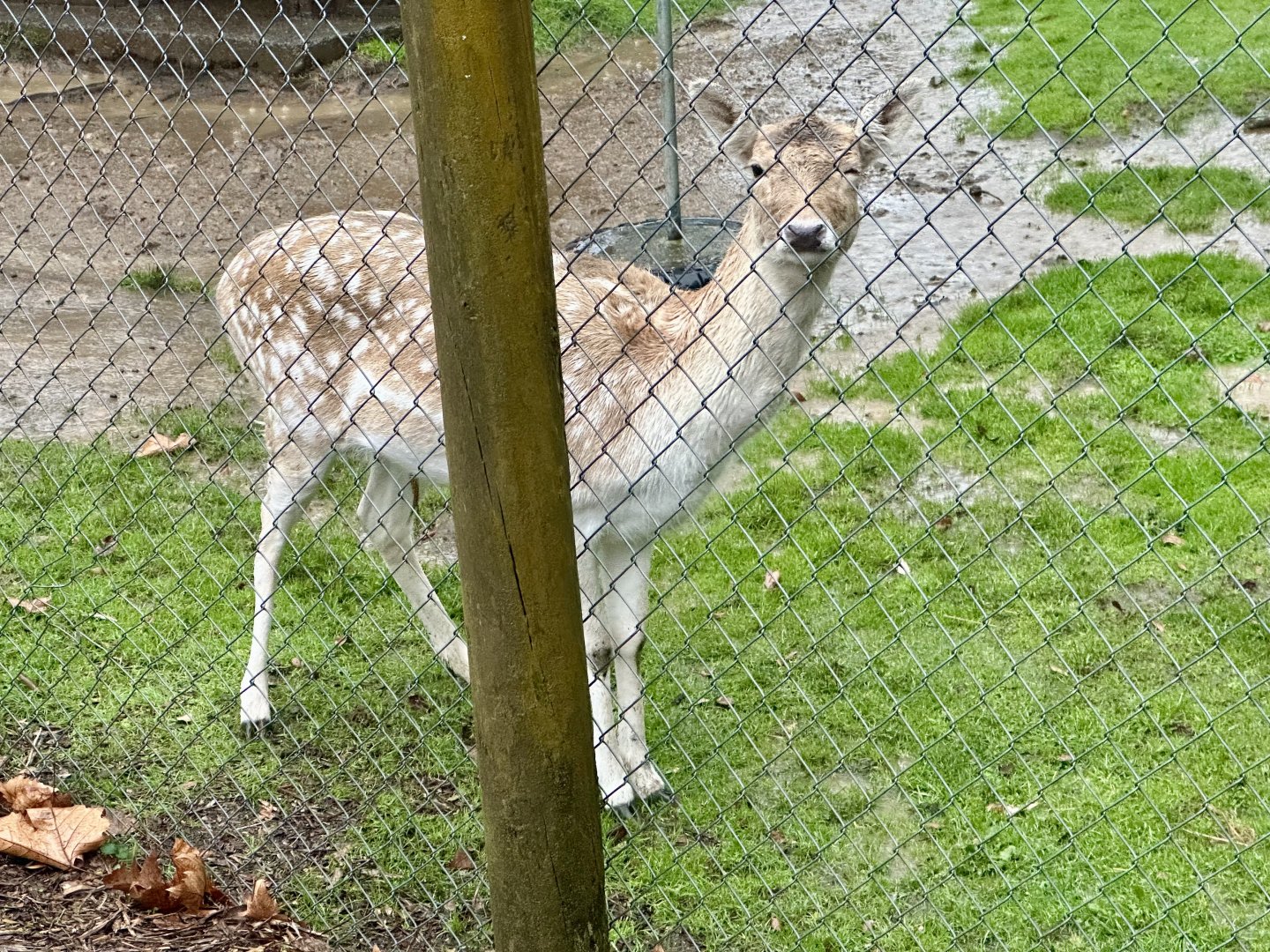 Fallow deer (Dama dama)
