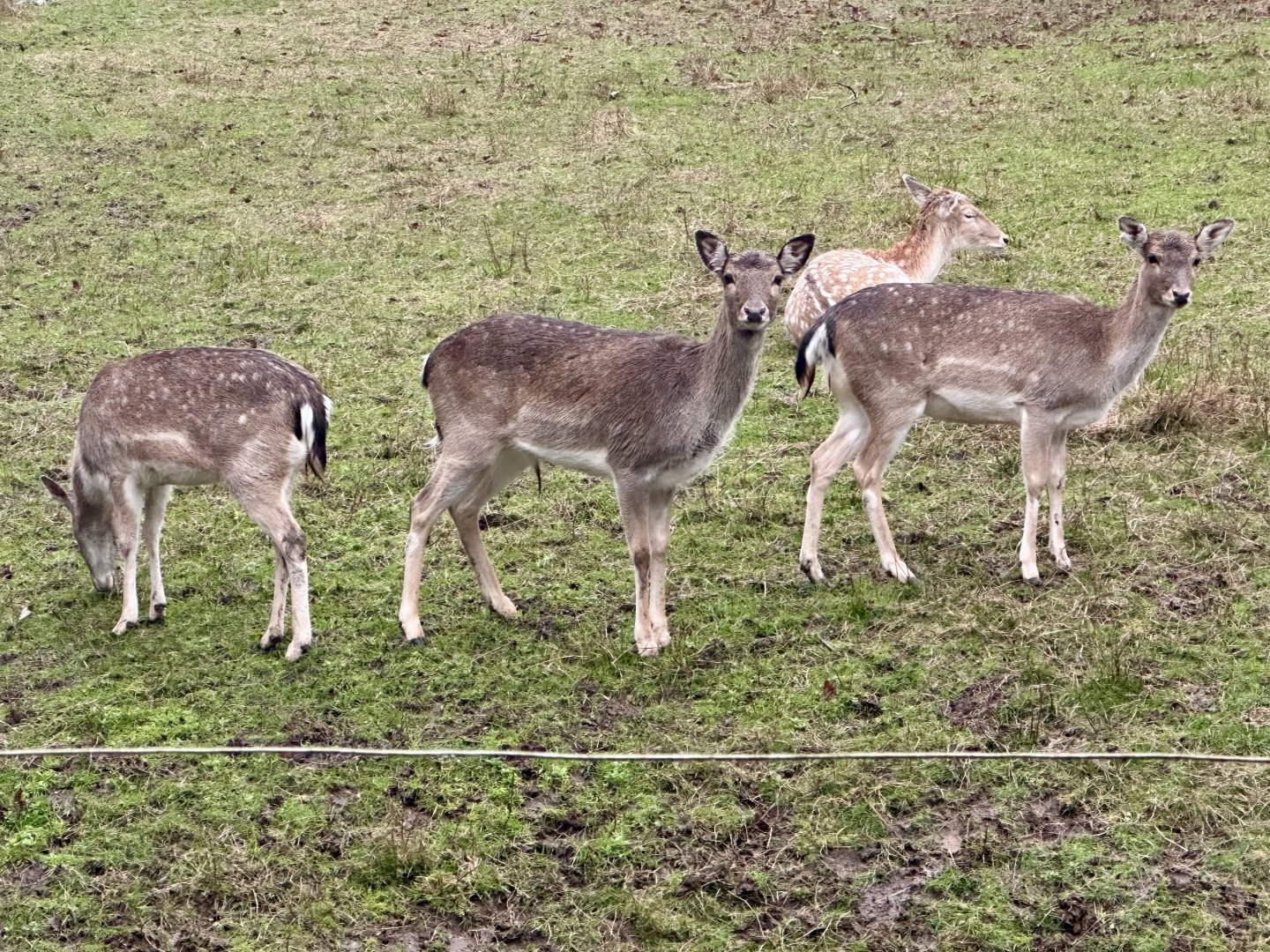 Fallow deer (Dama dama)