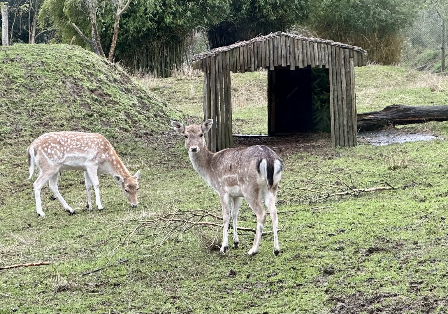 Fallow deer (Dama dama)