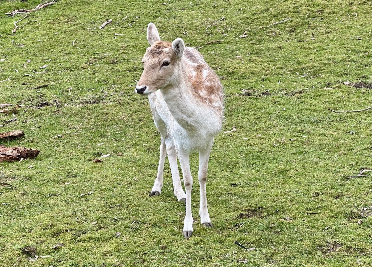 Fallow deer (Dama dama)