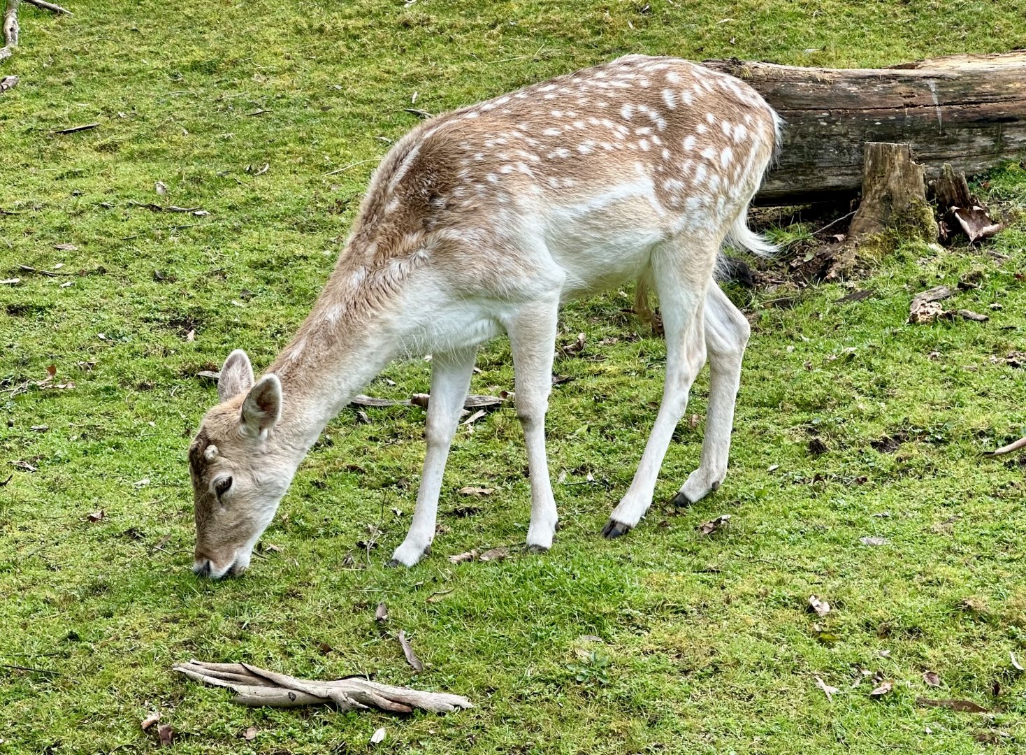 Fallow deer (Dama dama)
