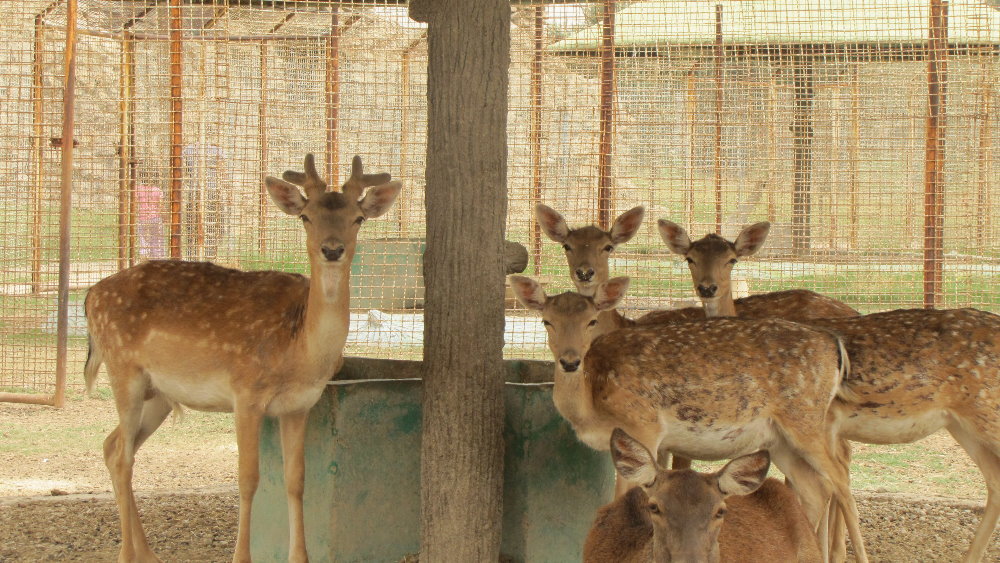 fallow deer (dezfule zoo)