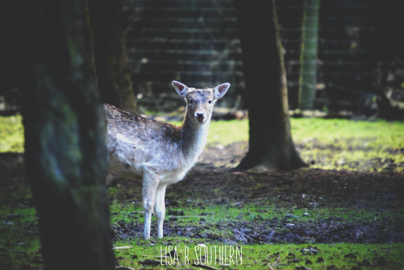 fallow deer doe