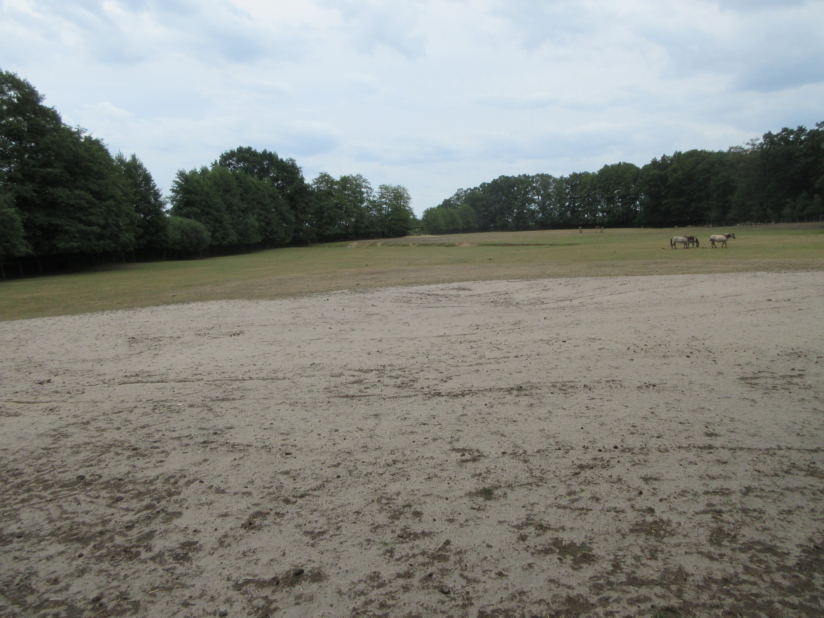 Fallow Deer/Domestic Cattle/Tarpan Exhibit