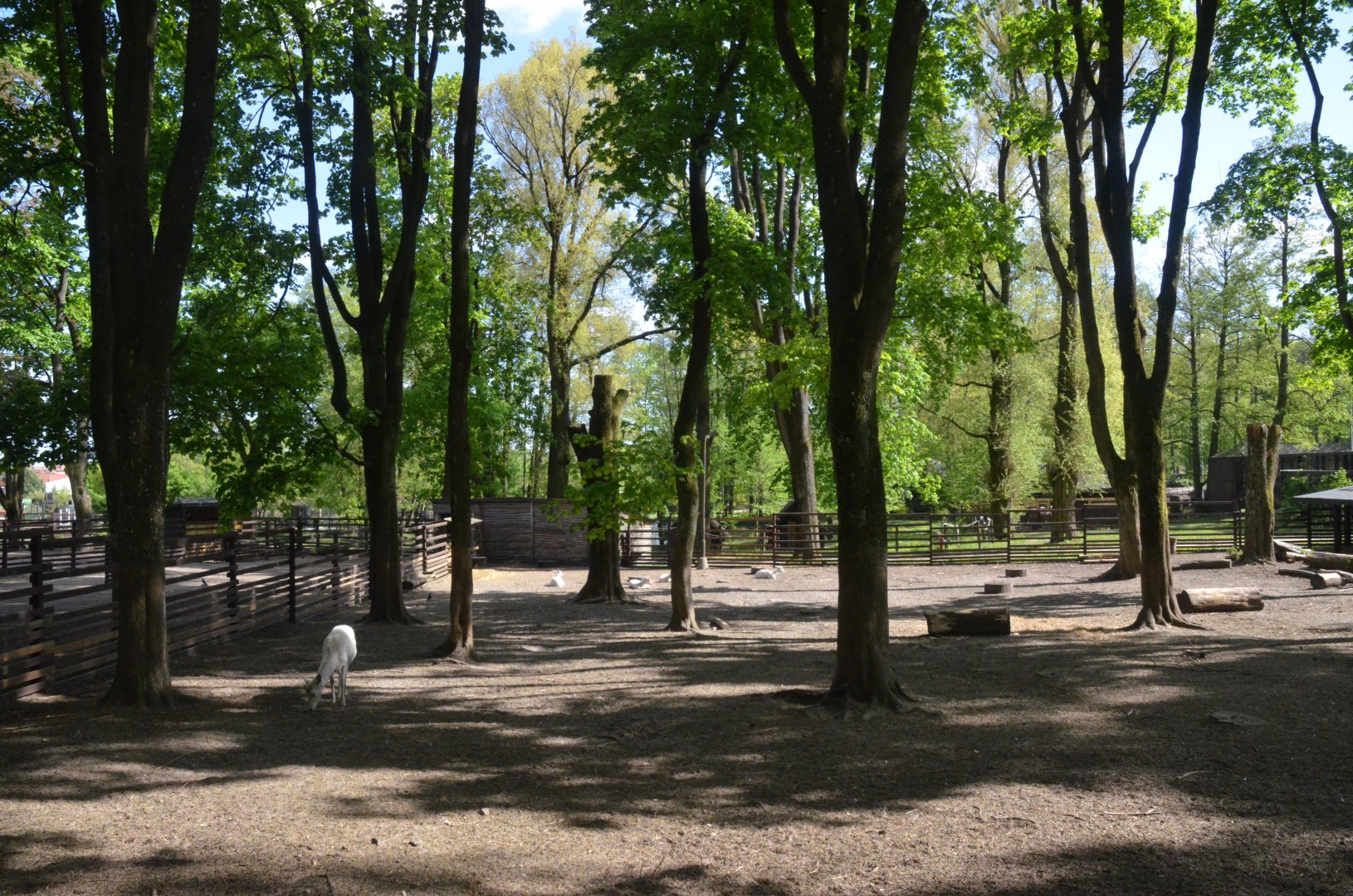Fallow Deer Enclosure at Akcent Zoo Białystok, 08/05/19