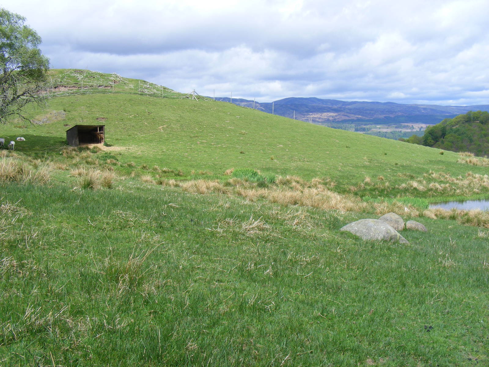 Fallow deer enclosure at Auchingarrich Wildlife Centre, 20 May 2010