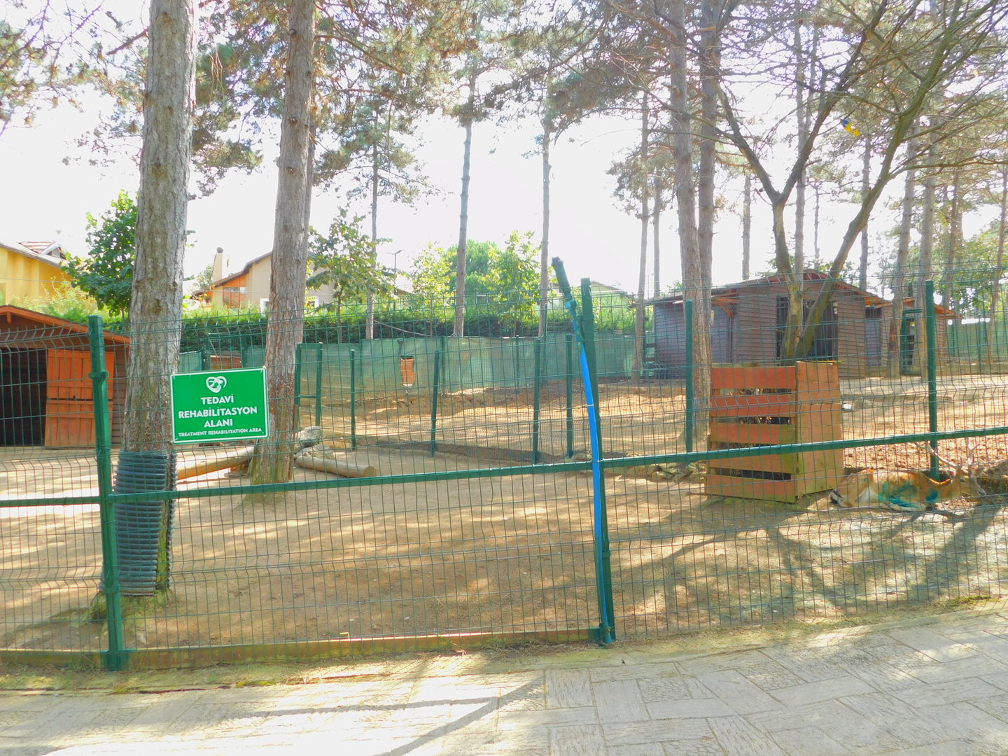 Fallow Deer Enclosure at Park Of Istanbul