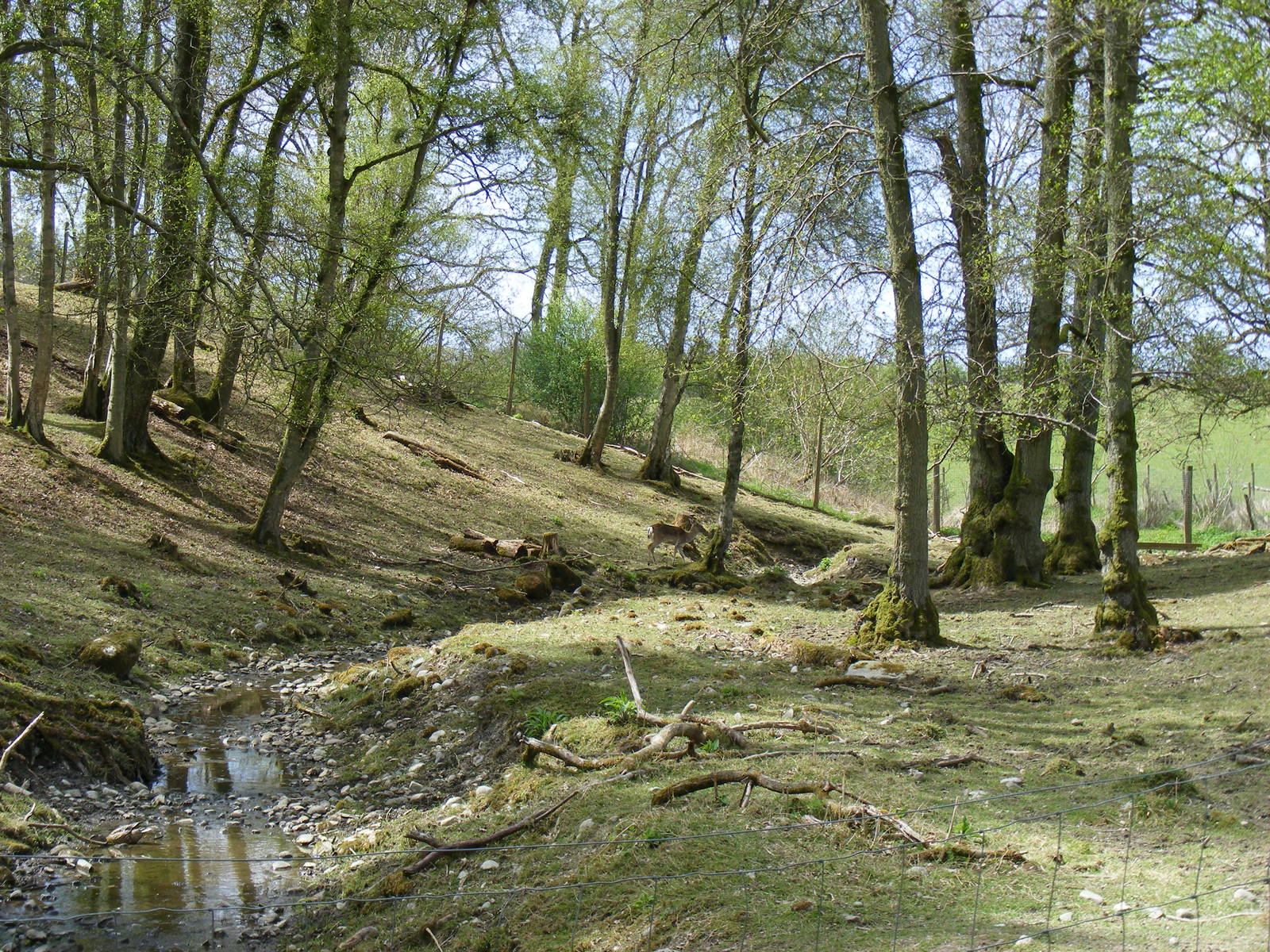 Fallow deer enclosure at Trotters World of Animals, 15 May 2010