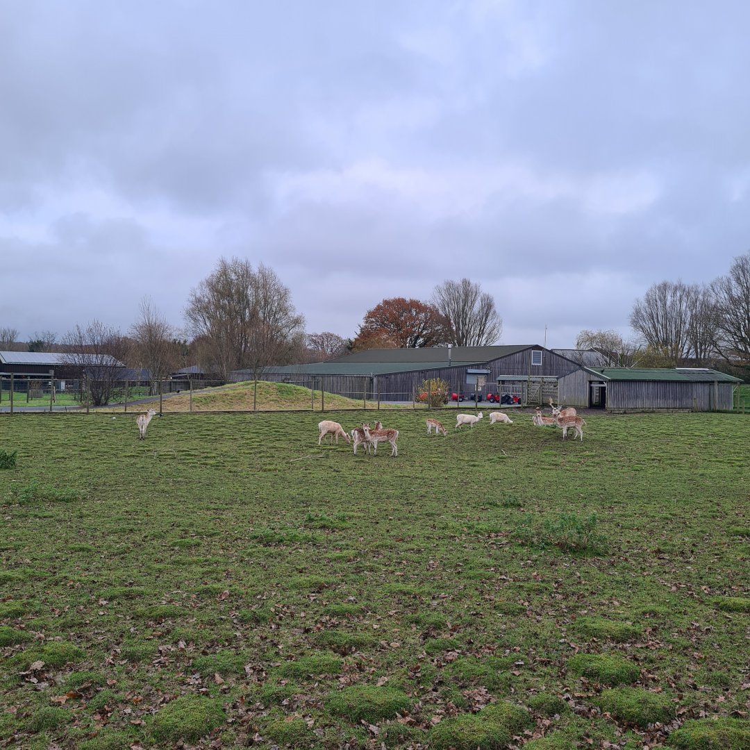 Fallow Deer Enclosure, Knockhatch