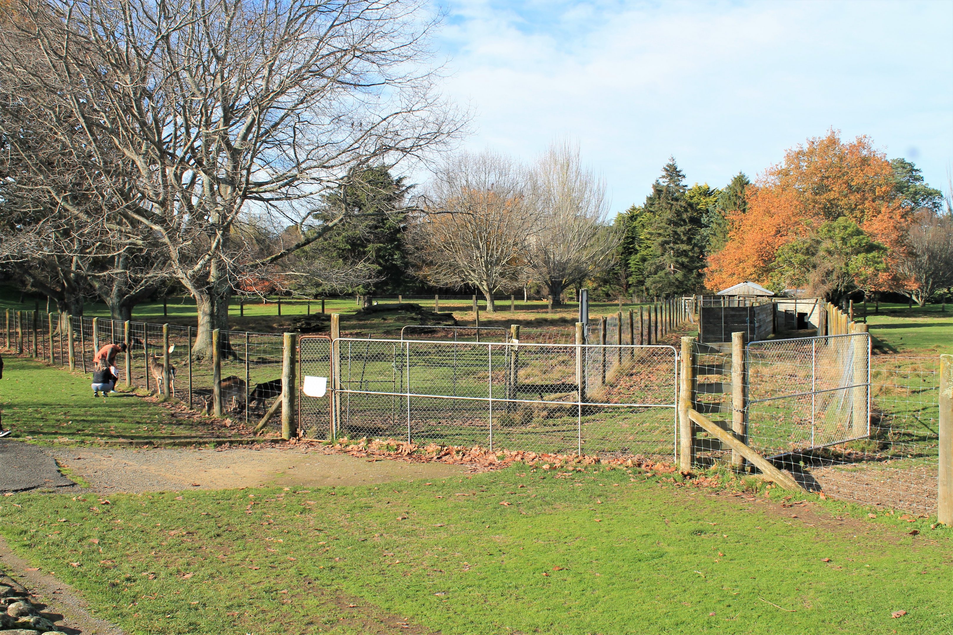 Fallow Deer enclosure, Queen Elizabeth Park, Masterton