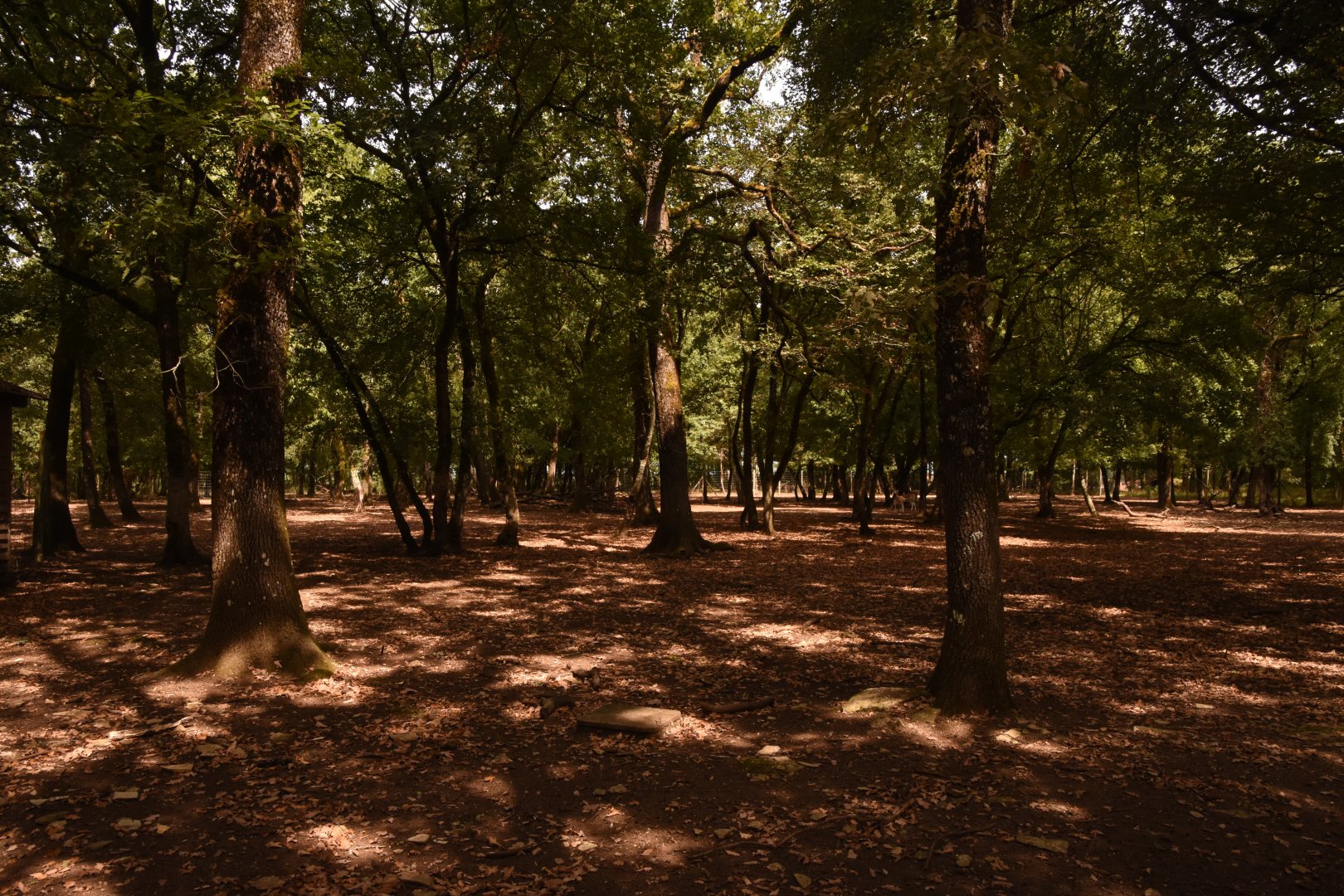 Fallow Deer enclosure