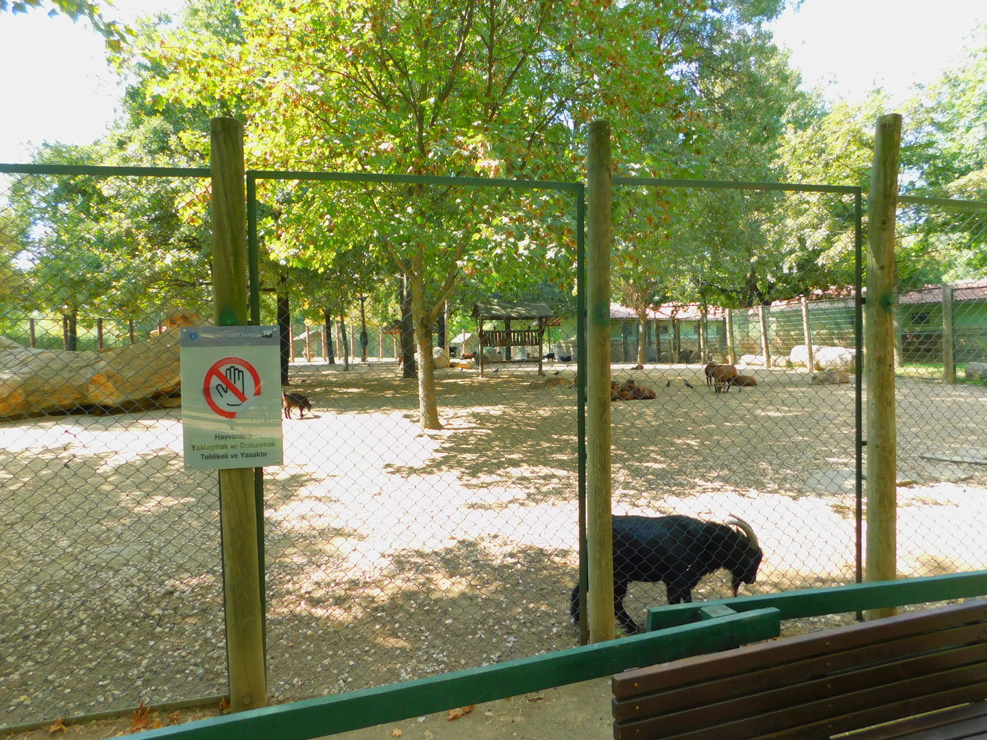 Fallow Deer Enclosure