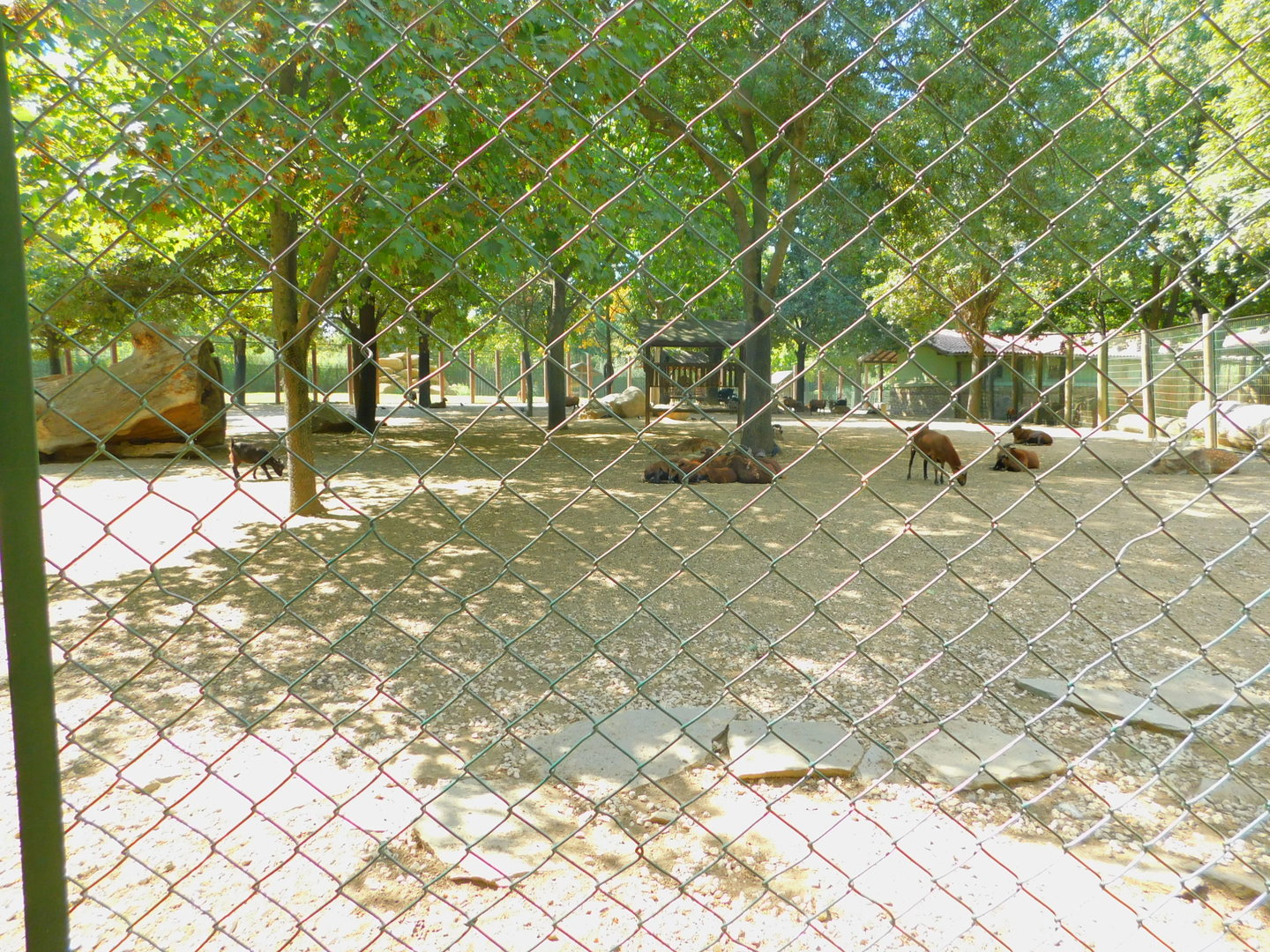 Fallow Deer Enclosure
