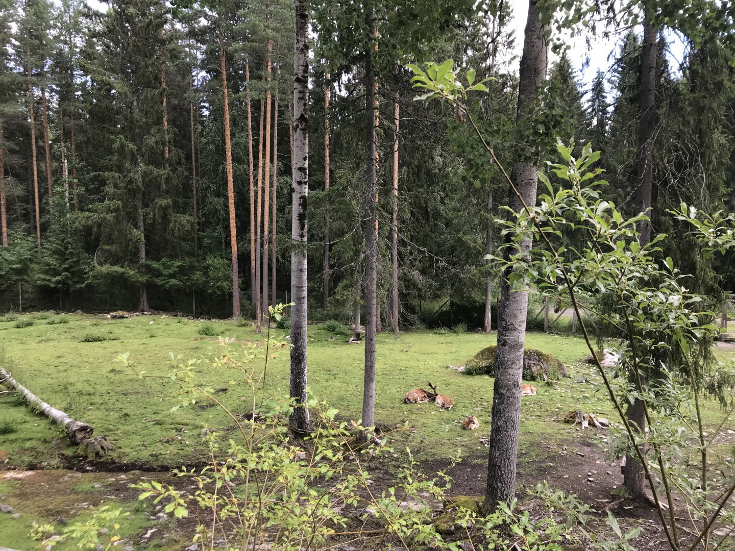 Fallow deer enclosure
