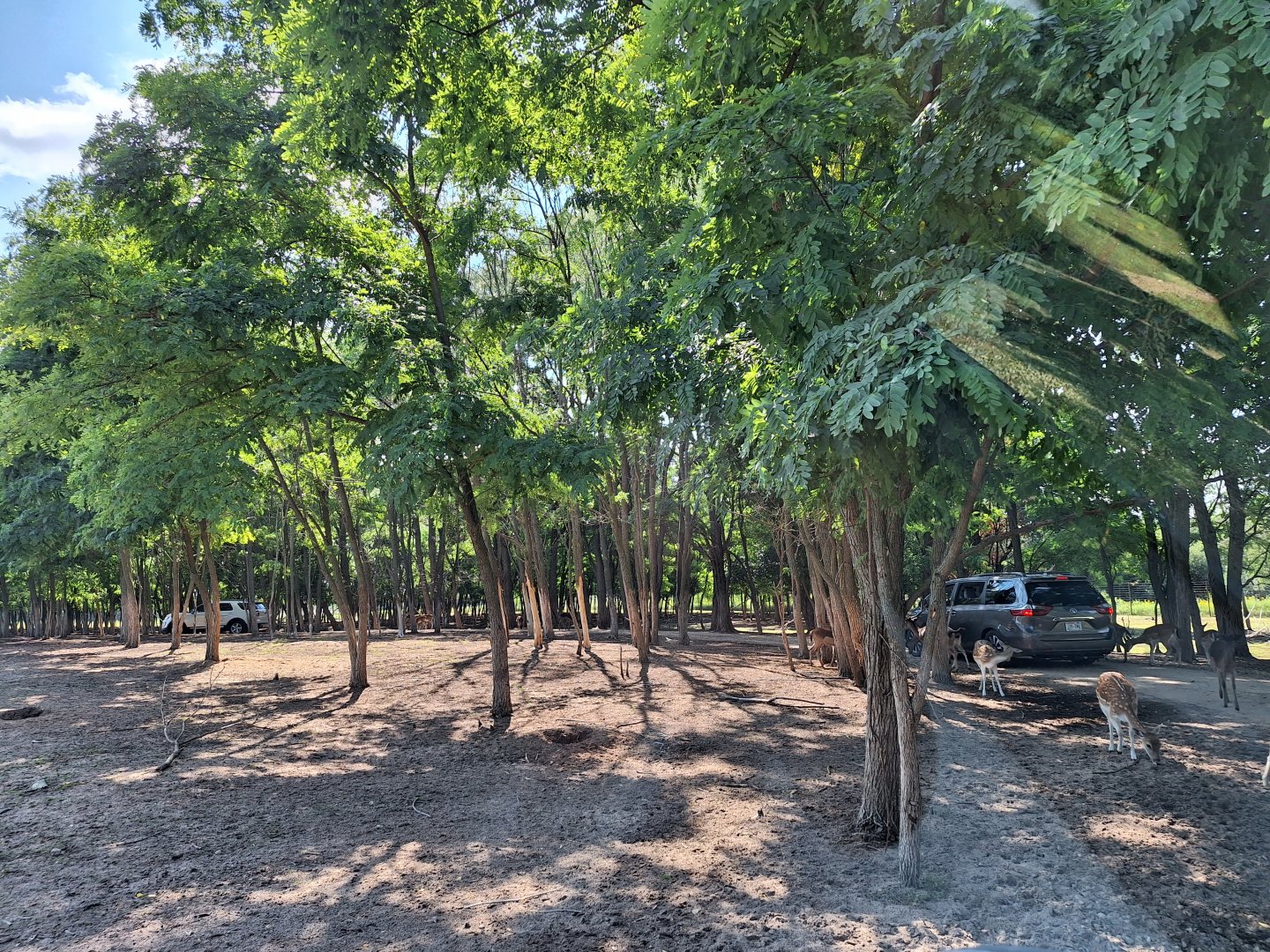 Fallow deer enclosure