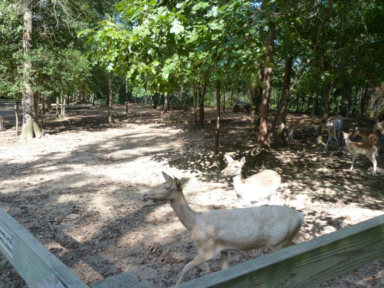 Fallow Deer Exhibit - August 2014