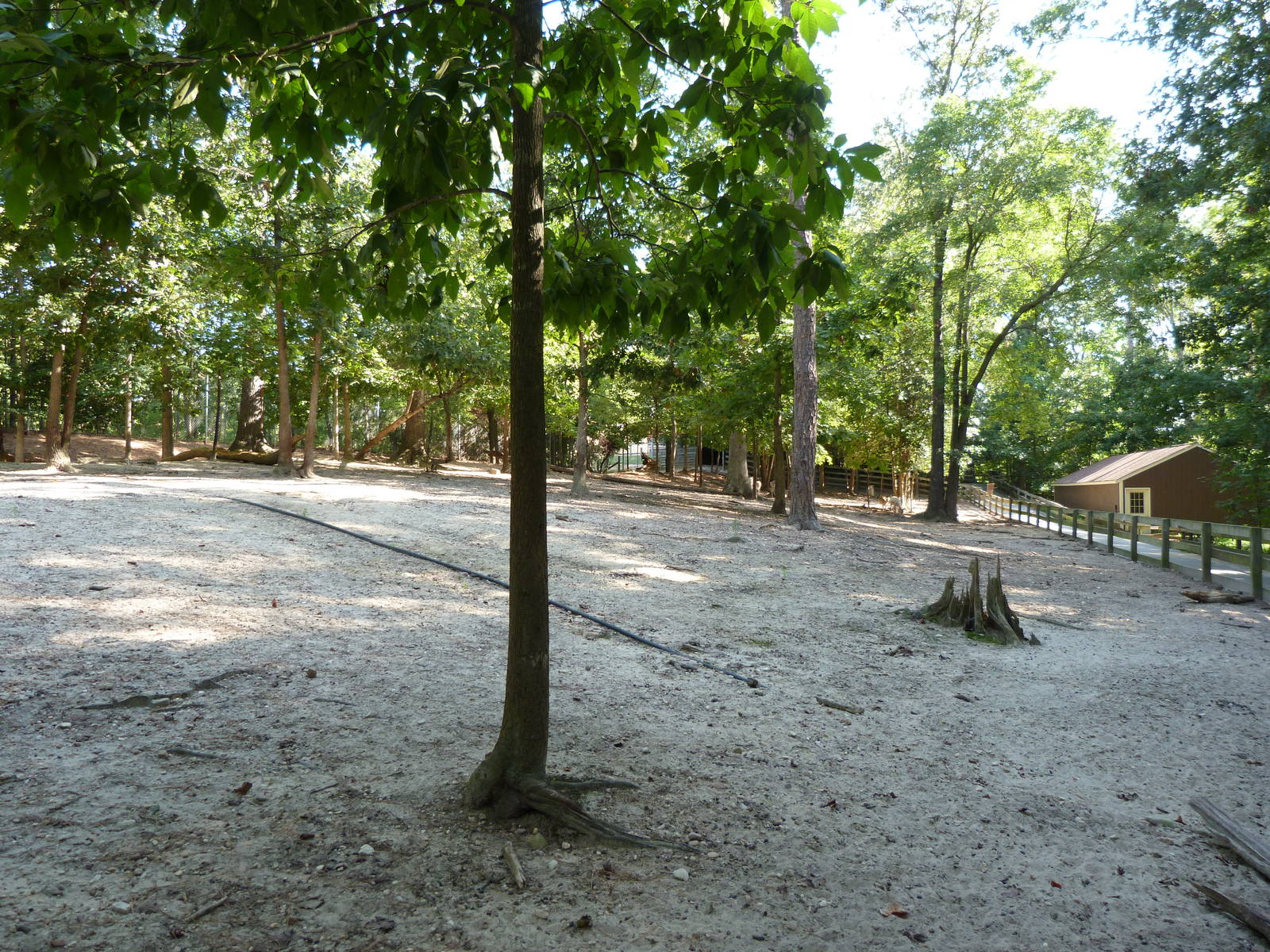 Fallow Deer Exhibit - August 2014