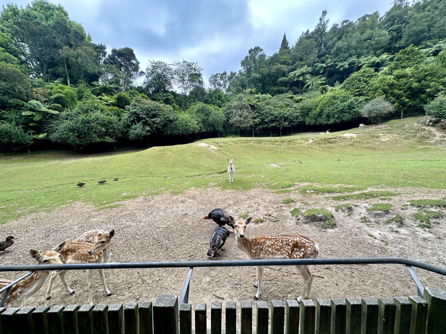 Fallow Deer Exhibit (Centre)