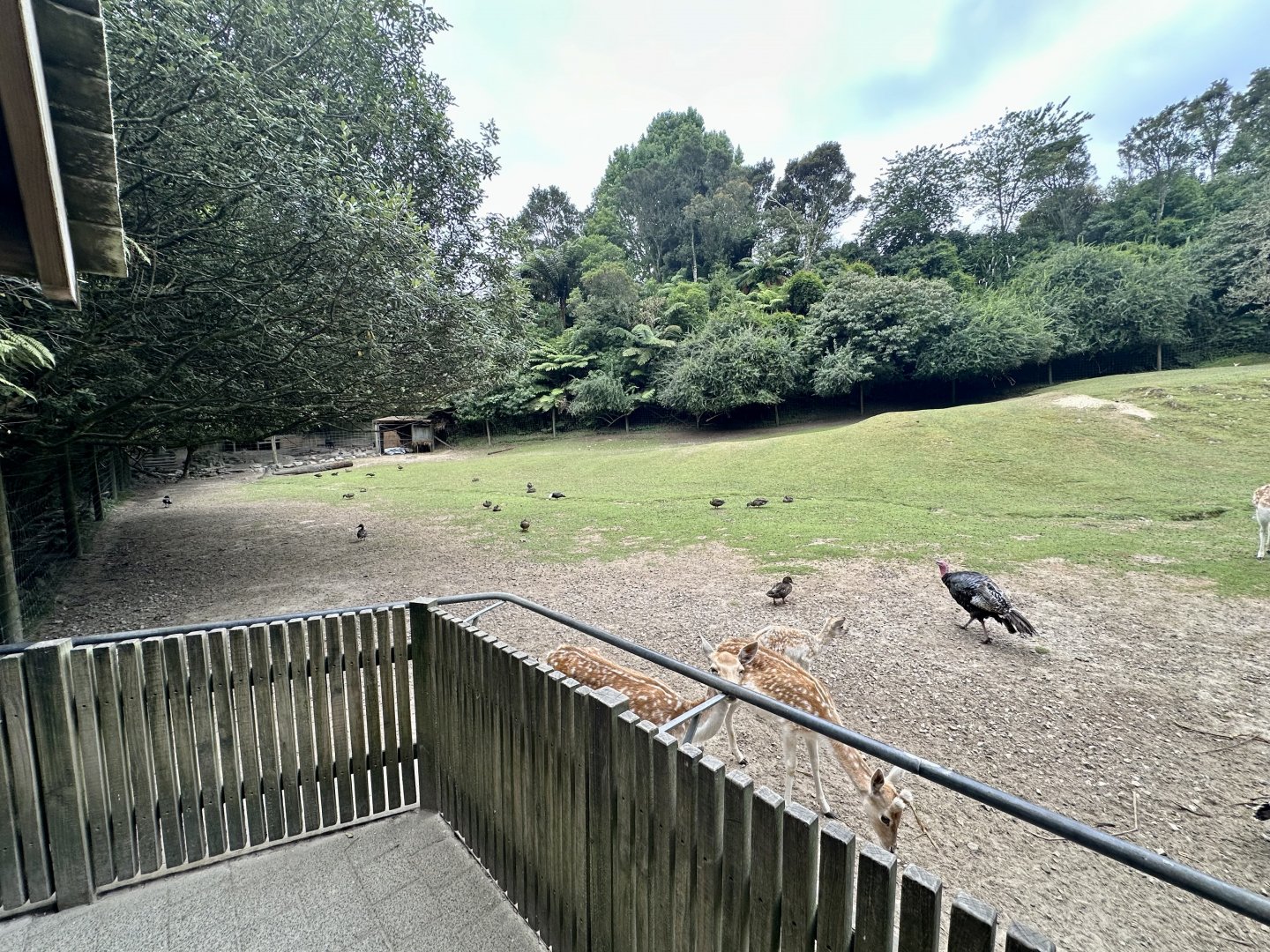 Fallow Deer Exhibit (Left Side)