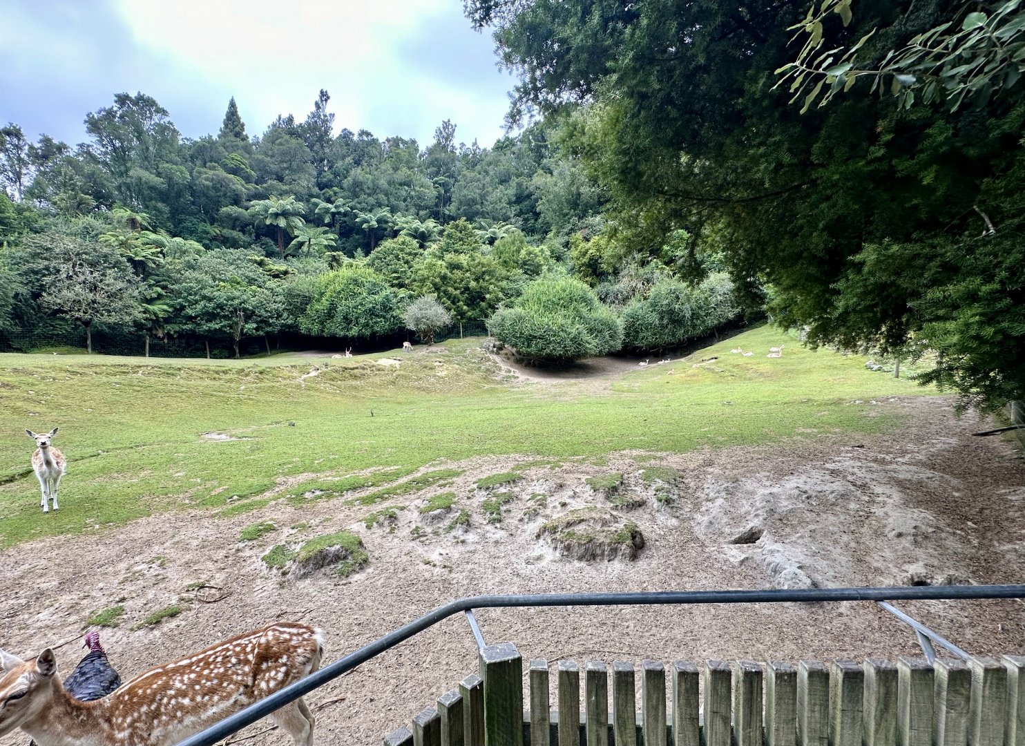 Fallow Deer Exhibit (Right)