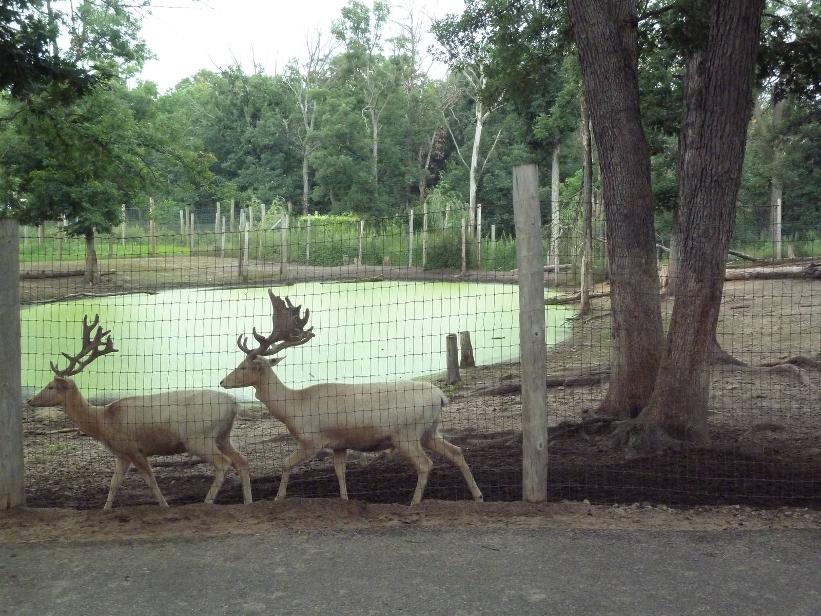 Fallow Deer Exhibit