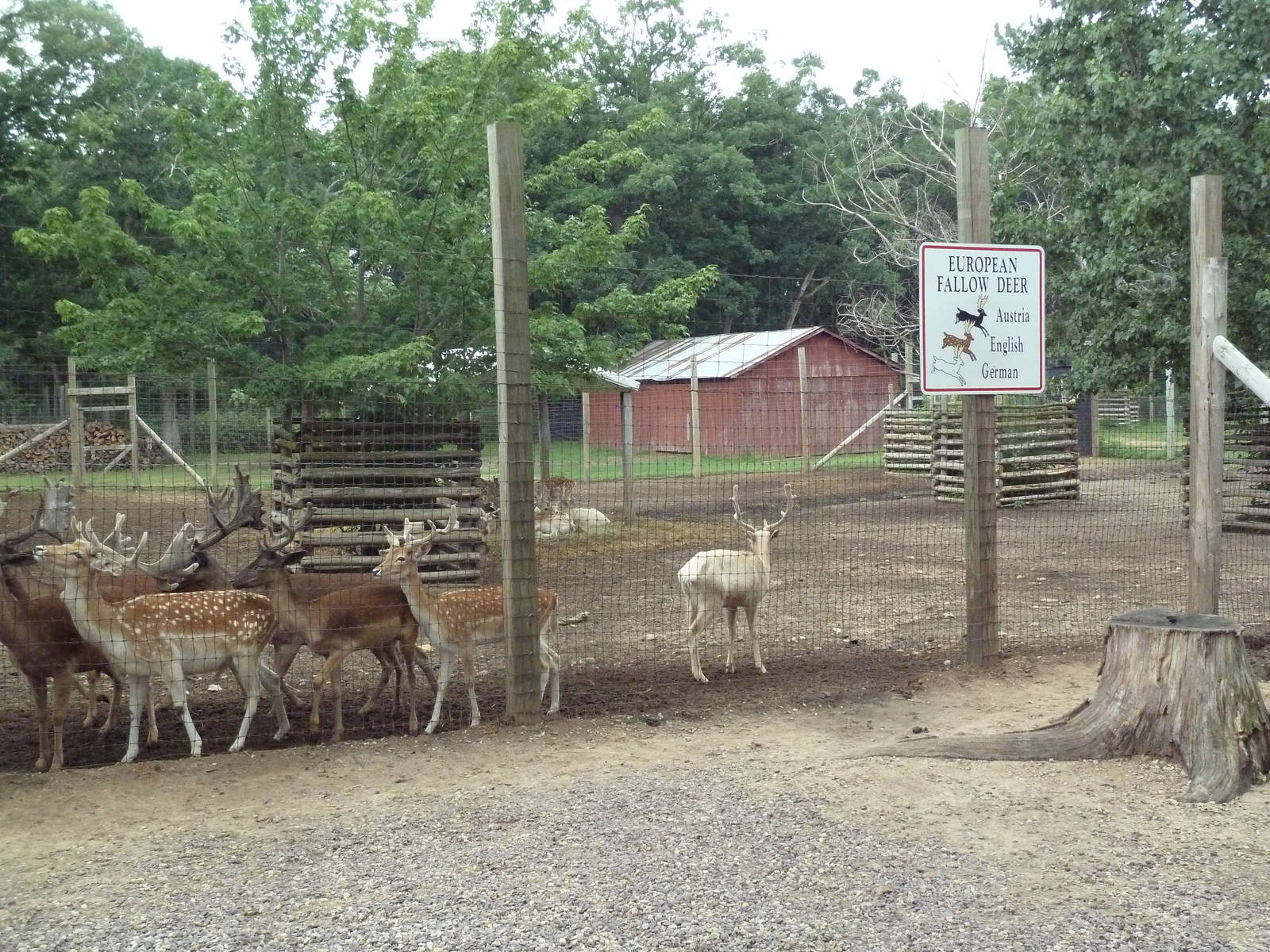 Fallow Deer Exhibit