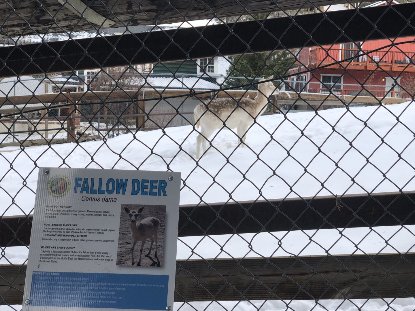 Fallow Deer Exhibit