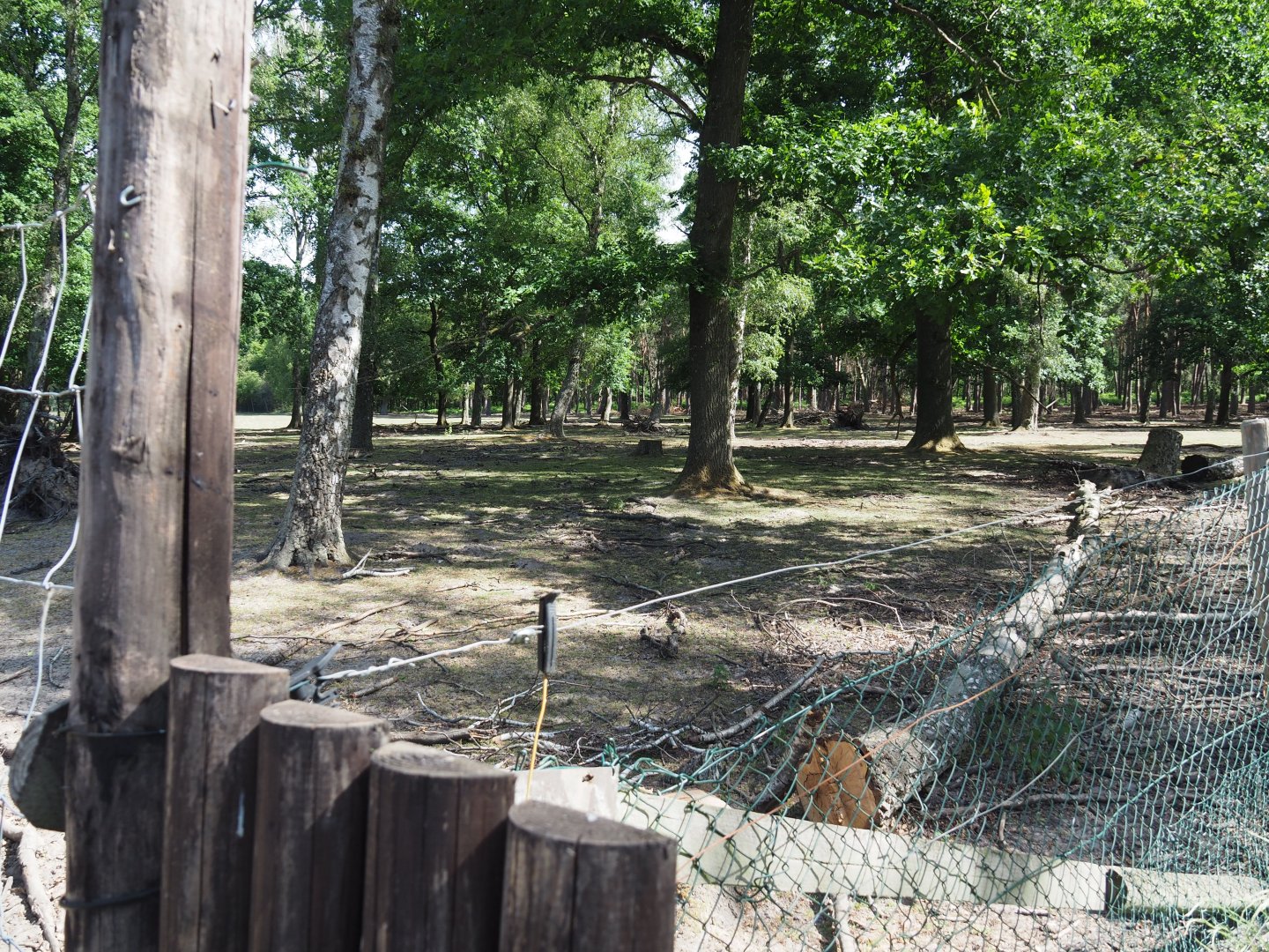 Fallow Deer Exhibit