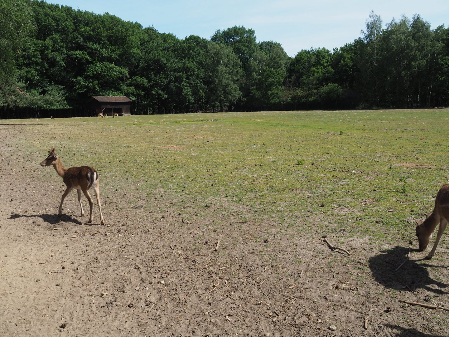 Fallow Deer Exhibit