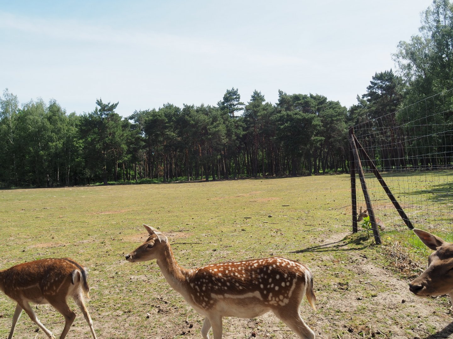 Fallow Deer Exhibit