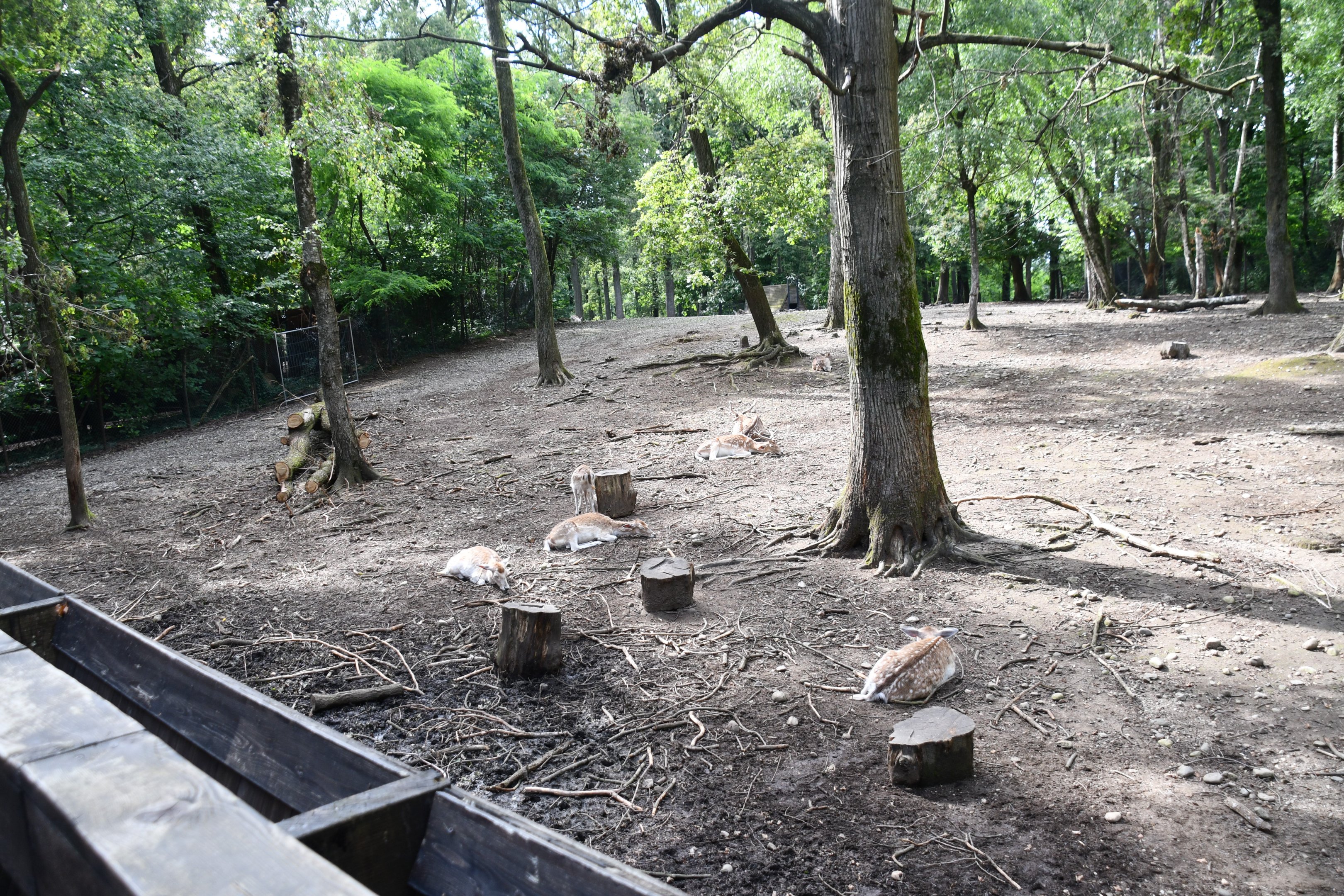 Fallow Deer exhibit