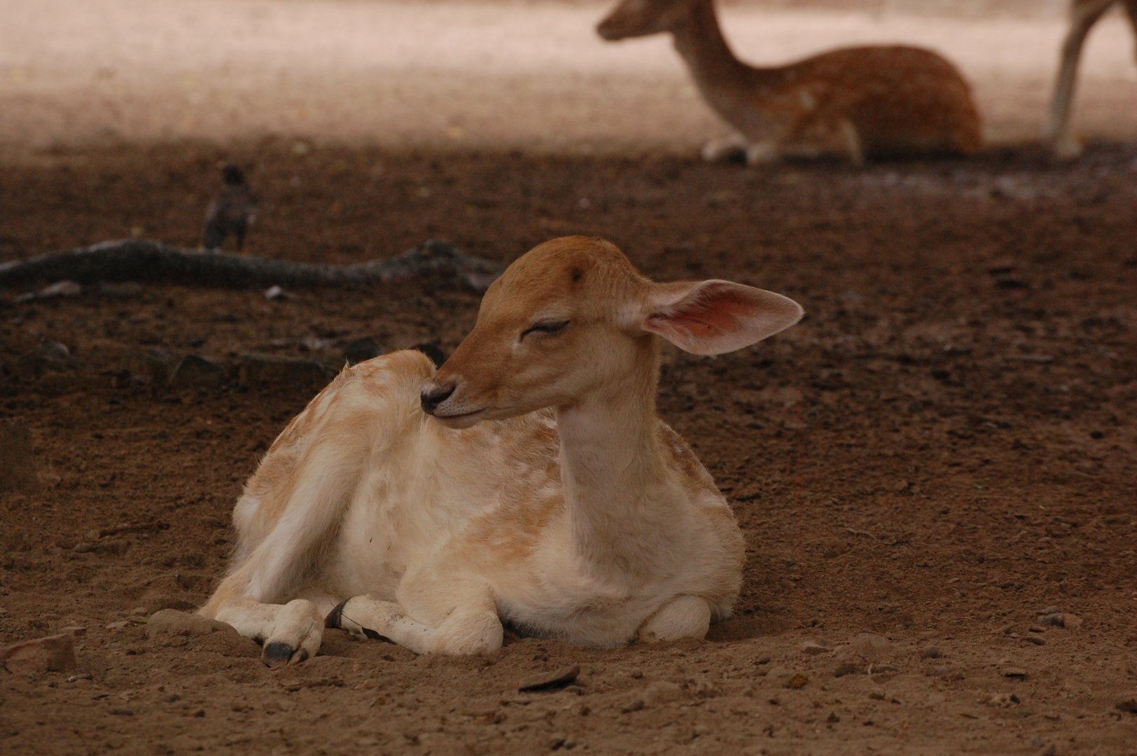 Fallow deer fawn - Lahore zoo 8/9/2021
