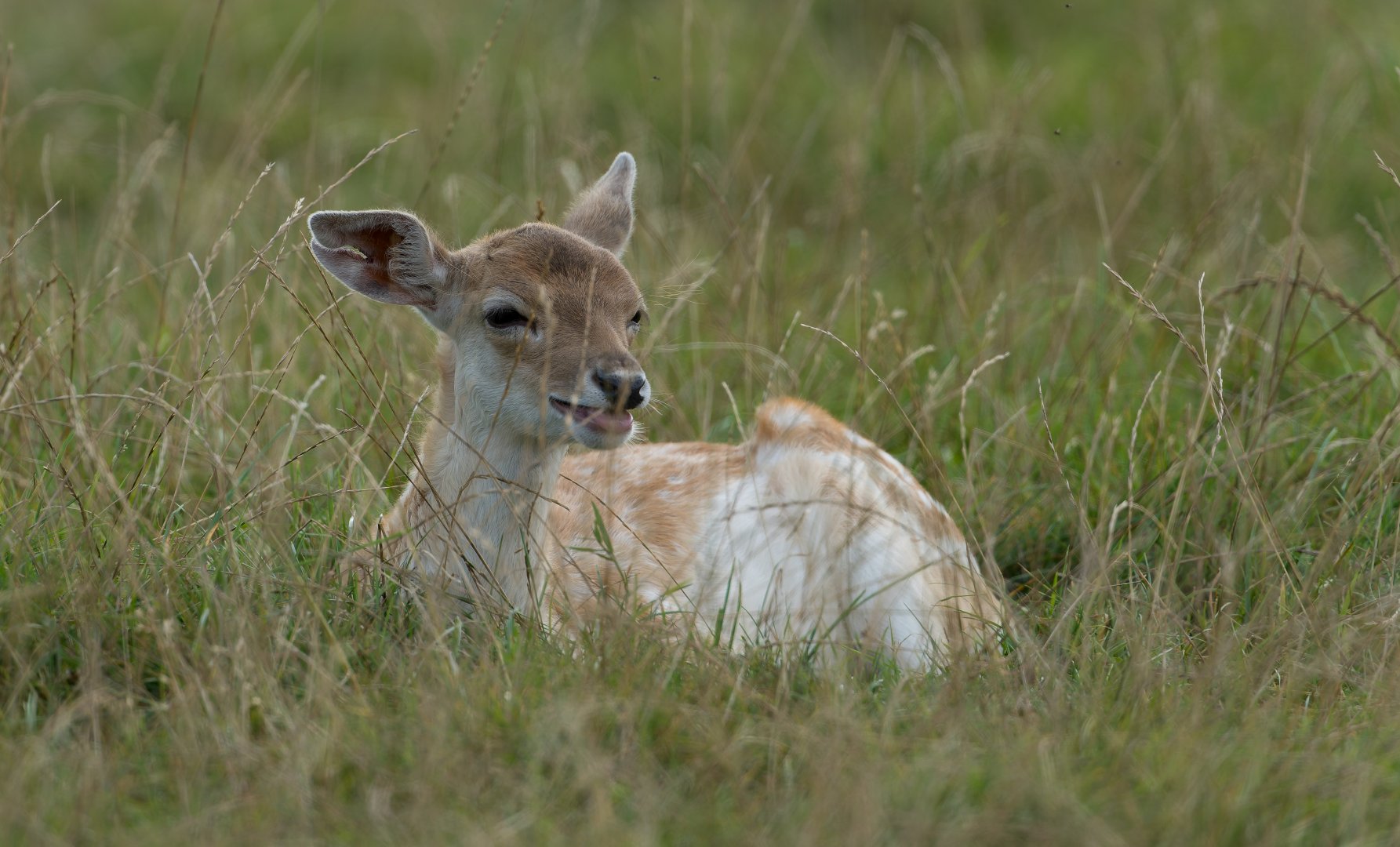 Fallow Deer fawn, ZSL Whipsnade, UK