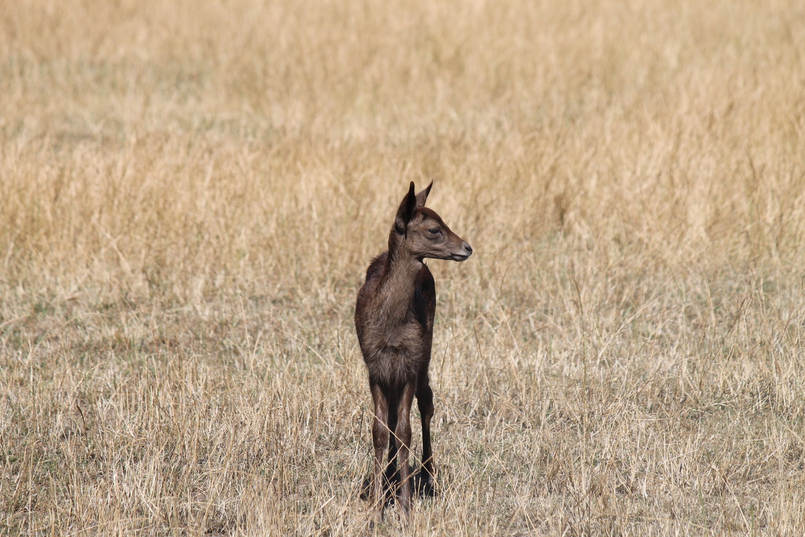 Fallow Deer Fawn