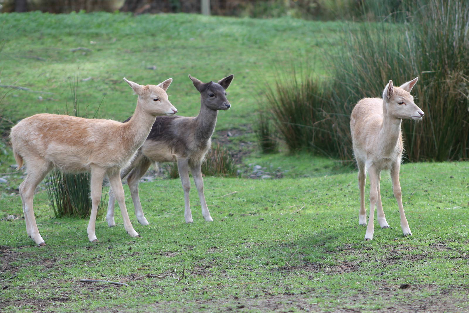 Fallow Deer fawns (Dama dama)