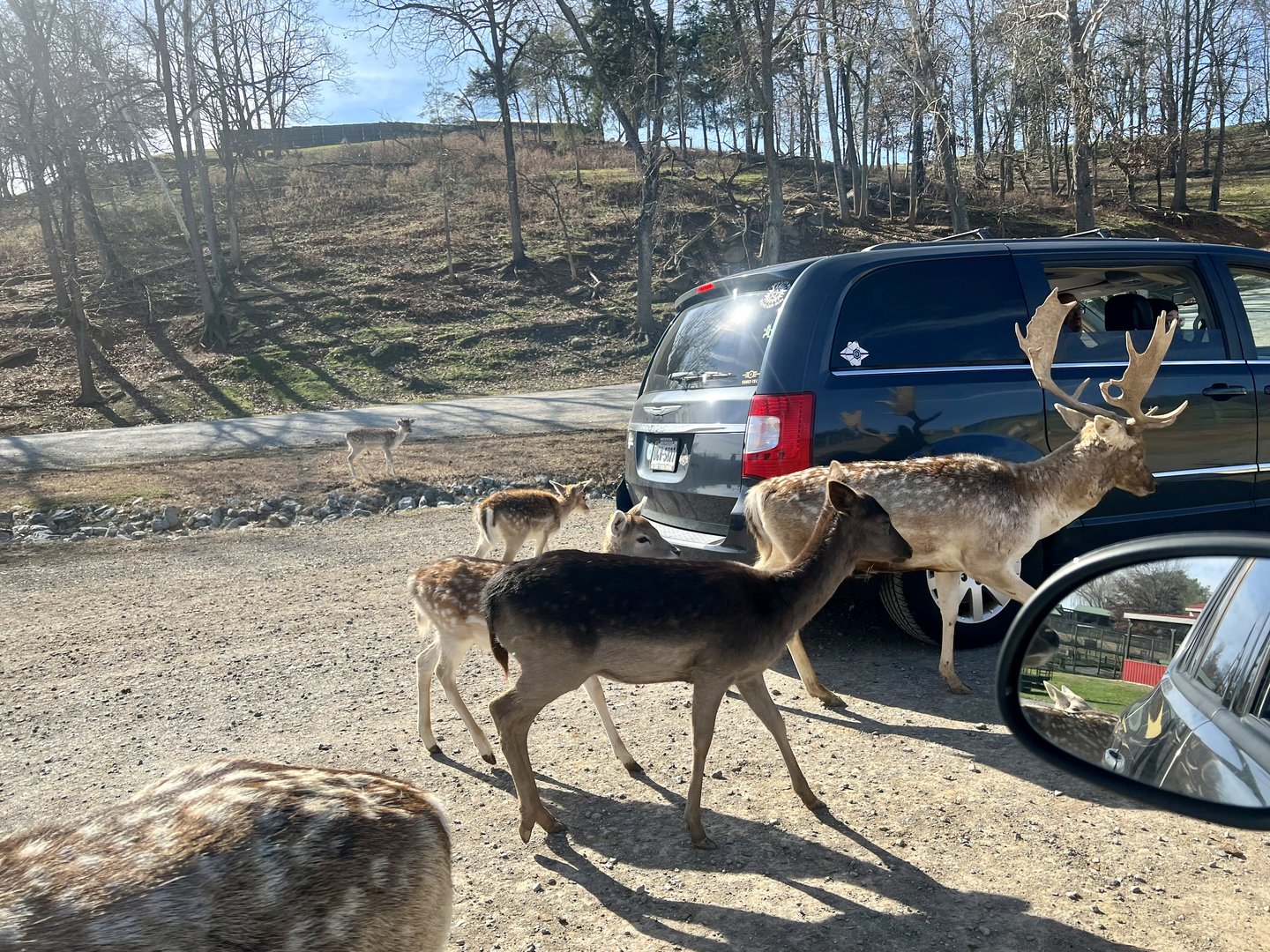 Fallow Deer following guest’s vehicles.