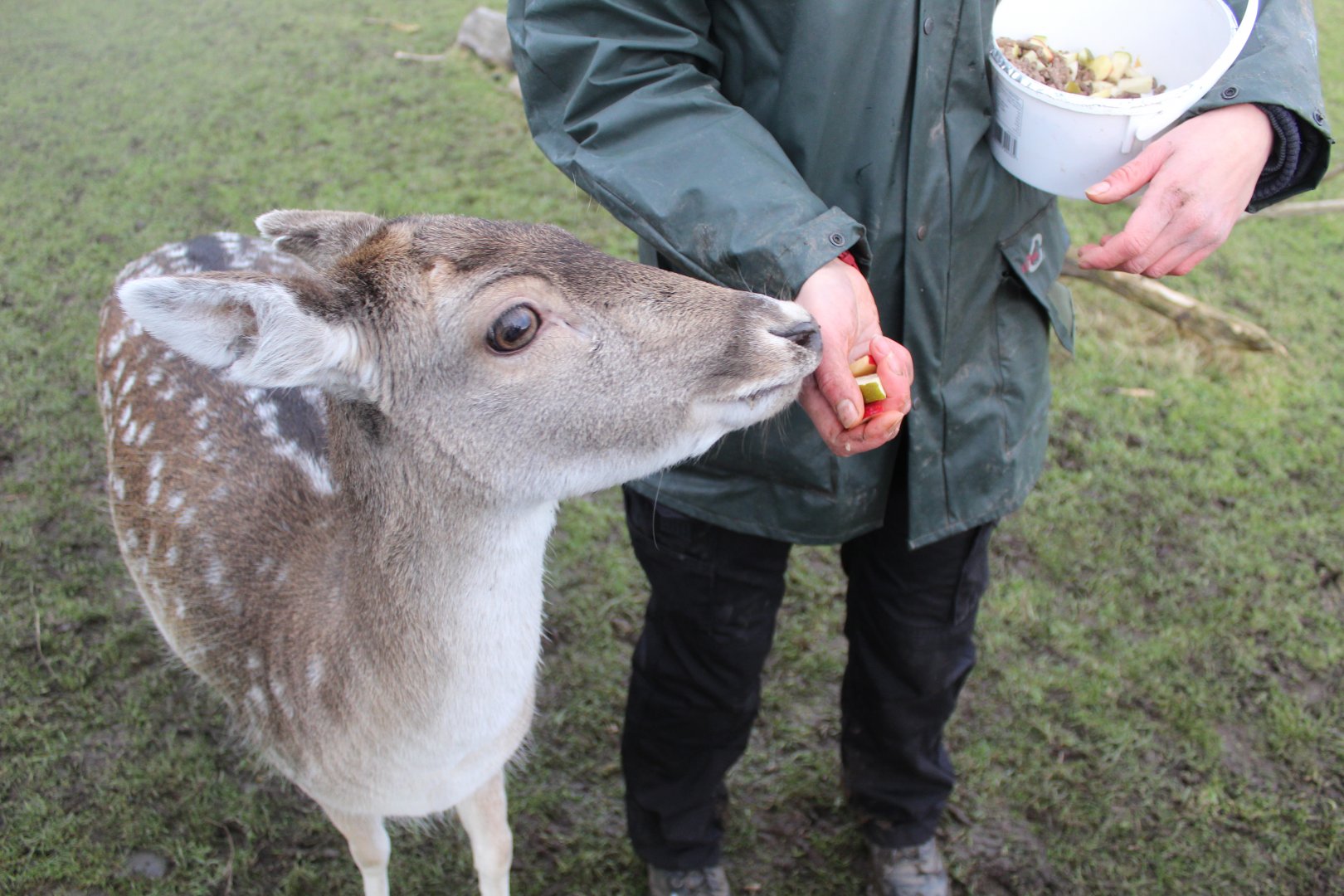 Fallow Deer Hand Feed
