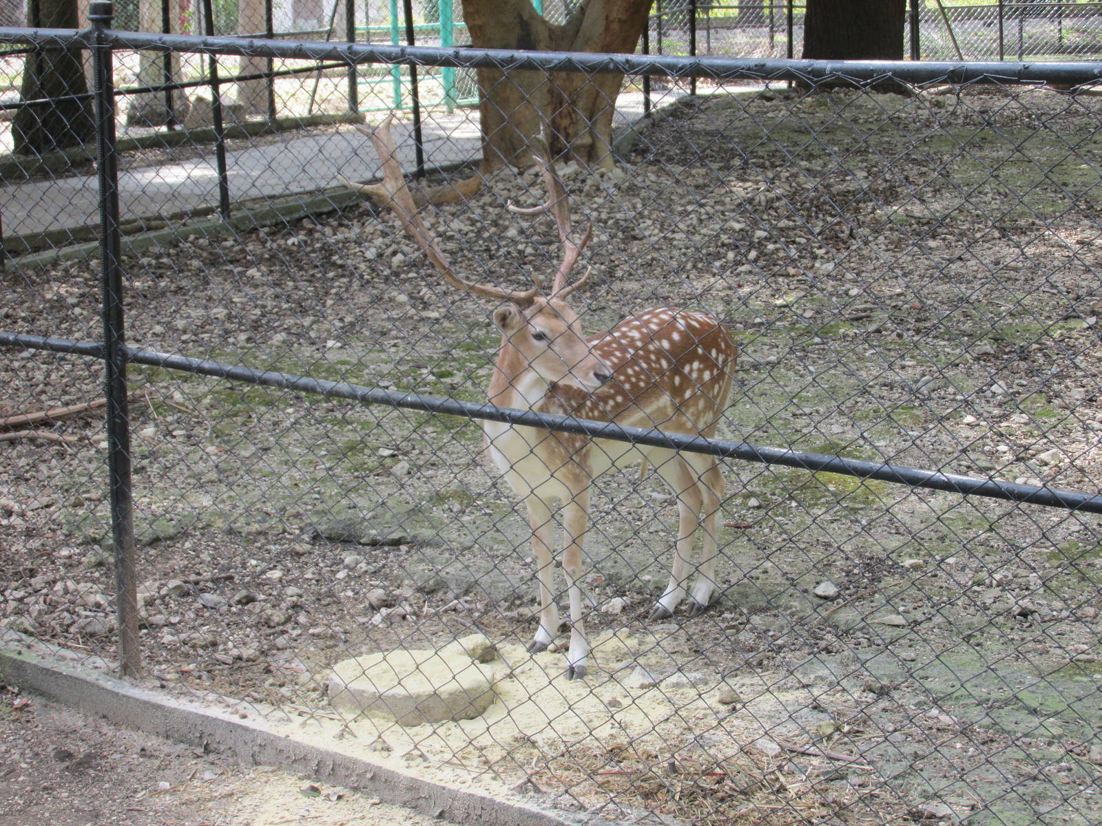 fallow deer havana zoo