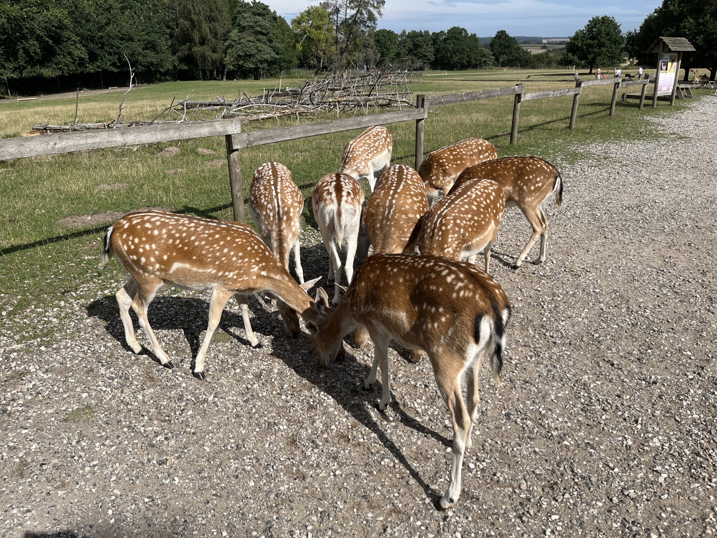 Fallow Deer Herd (75 animals?)