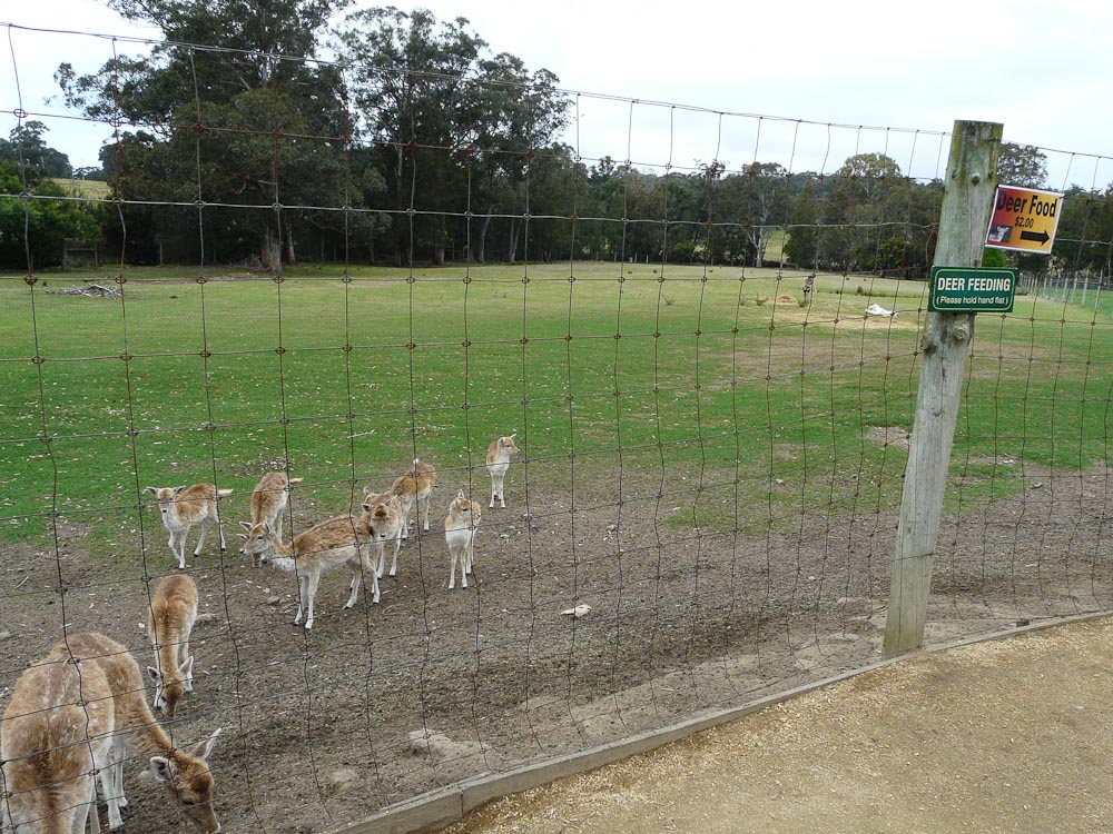 Fallow deer herd and paddock