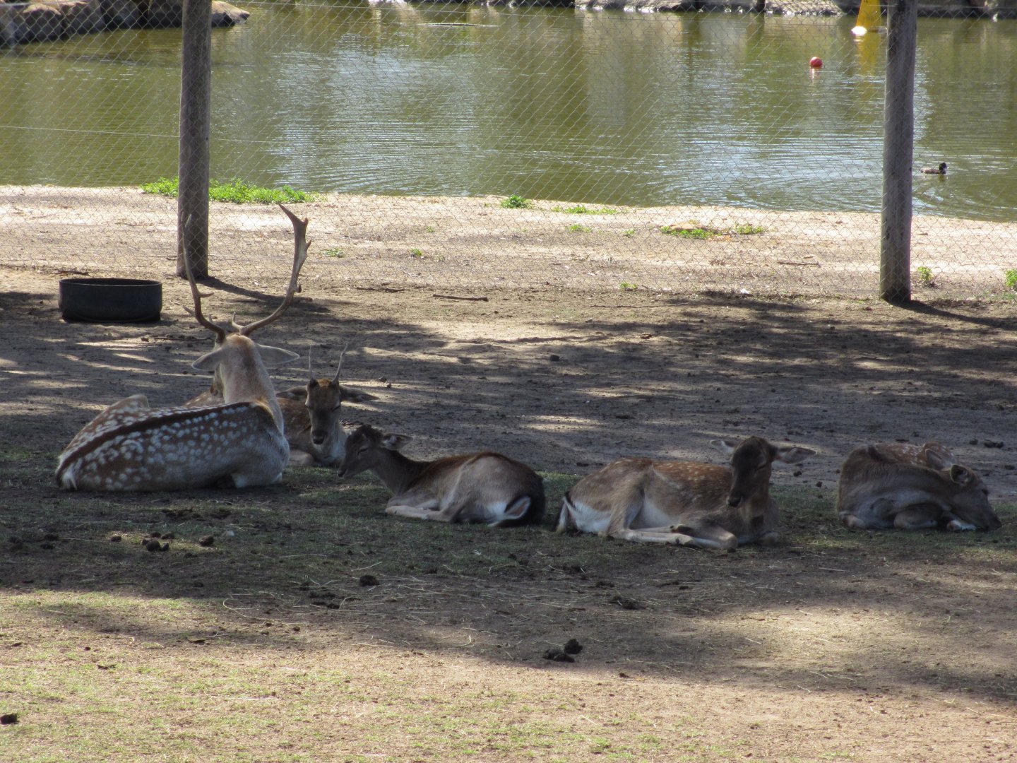 Fallow Deer Herd