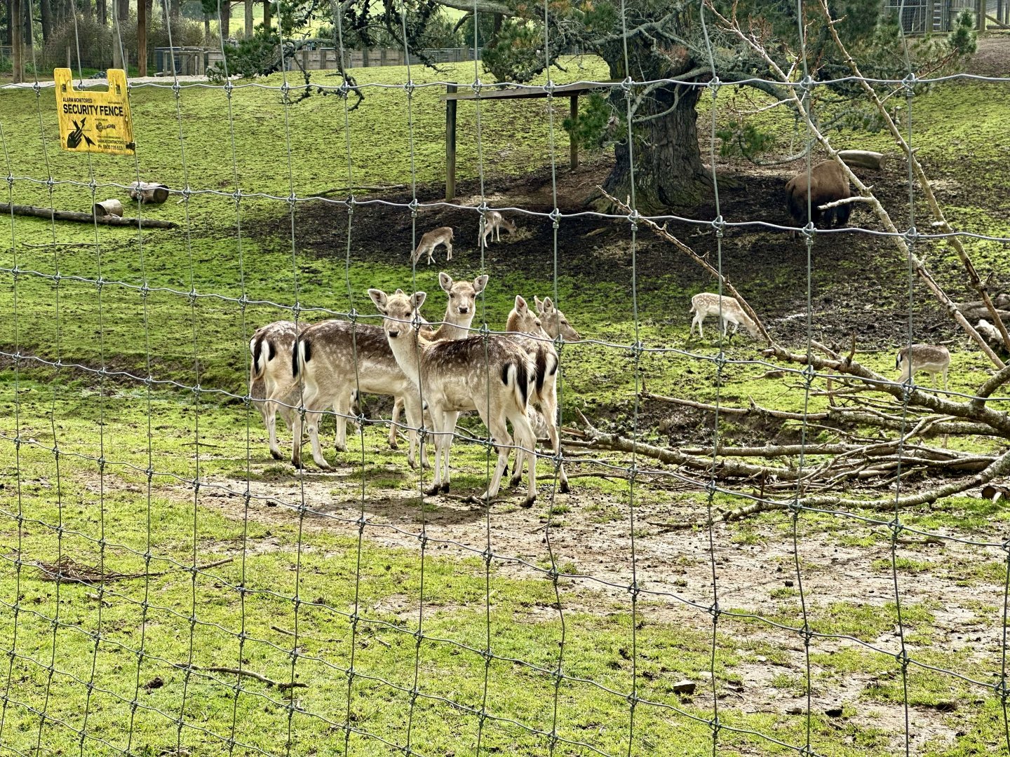 Fallow deer herd