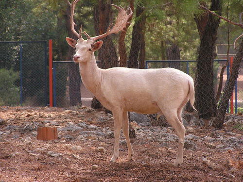 Fallow deer in Antalya Zoo